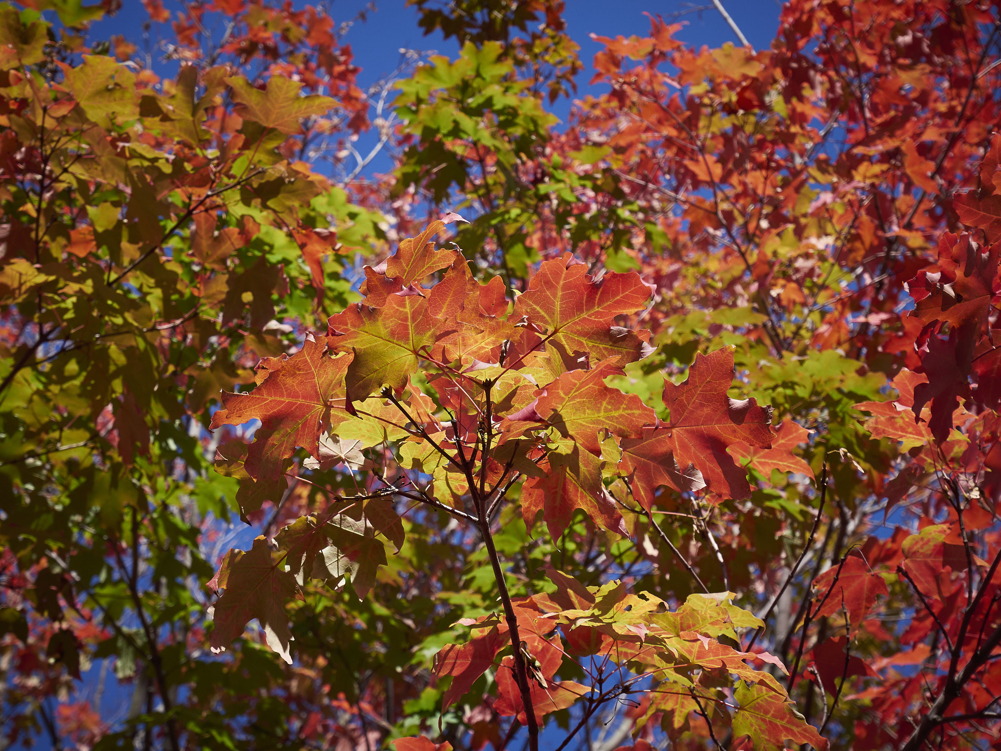 Panasonic Lumix DMC-GX85 (Lumix DMC-GX80 / Lumix DMC-GX7 Mark II) sample photo. Autumn leaves 1 photography