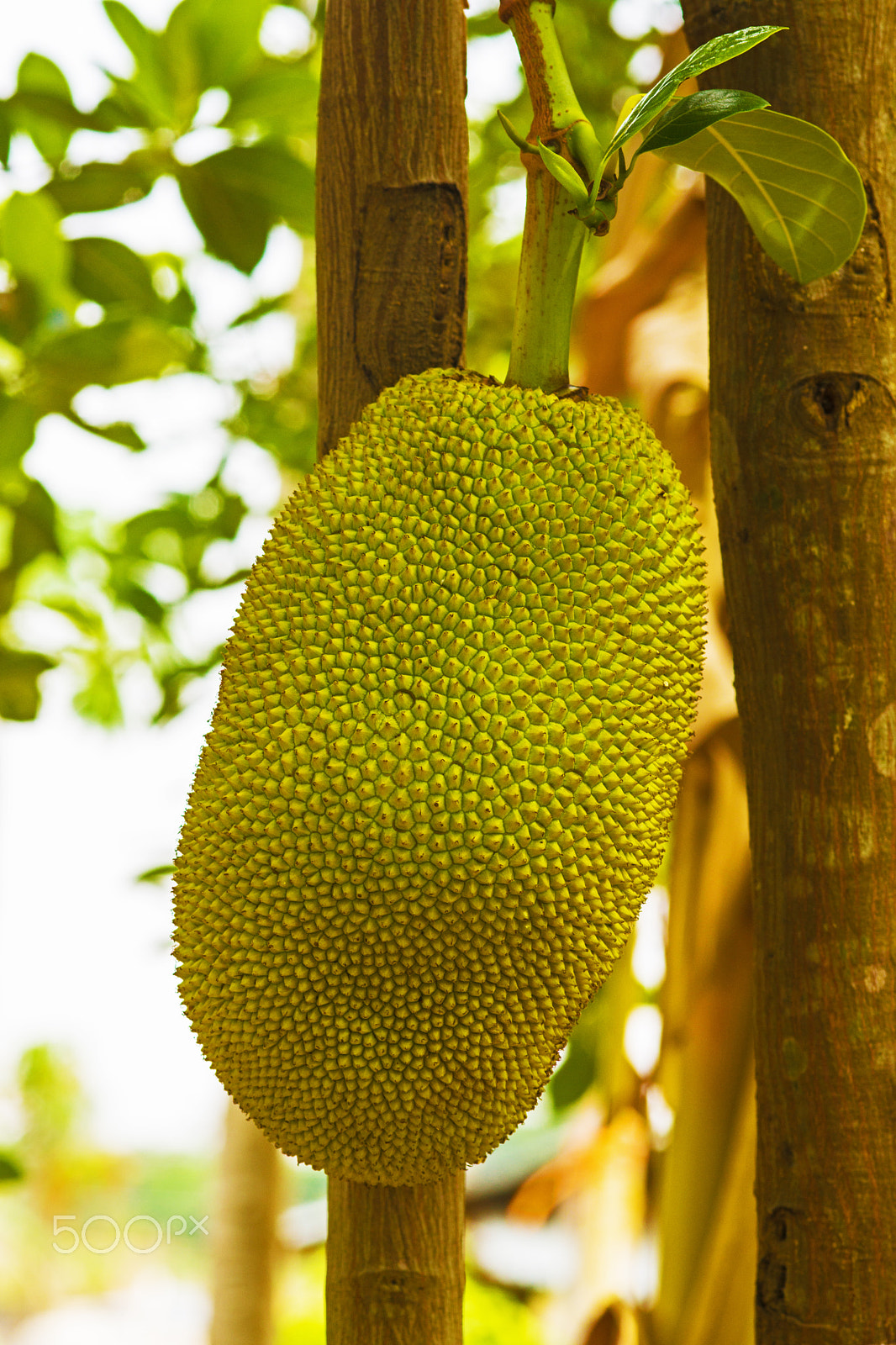 Sony SLT-A65 (SLT-A65V) + Sigma 30mm F1.4 EX DC HSM sample photo. Jackfruit photography