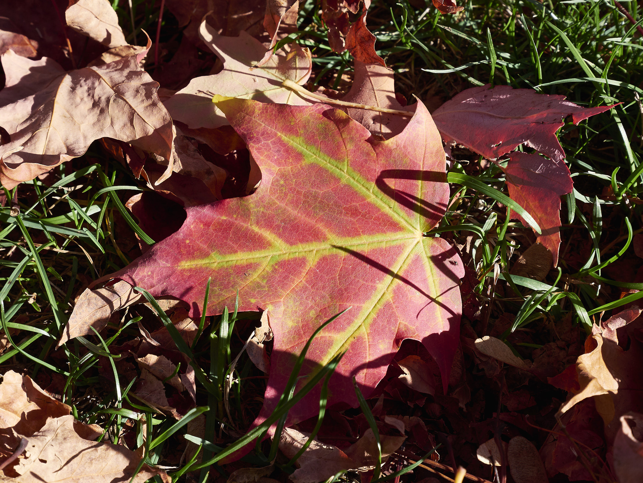 Panasonic Lumix DMC-GX85 (Lumix DMC-GX80 / Lumix DMC-GX7 Mark II) sample photo. Autumn leaves 2 photography