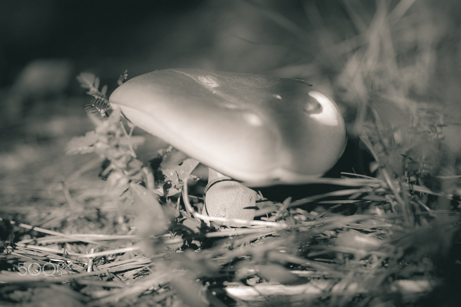 Nikon D750 + Tokina AT-X Pro 100mm F2.8 Macro sample photo. Mushroom photography