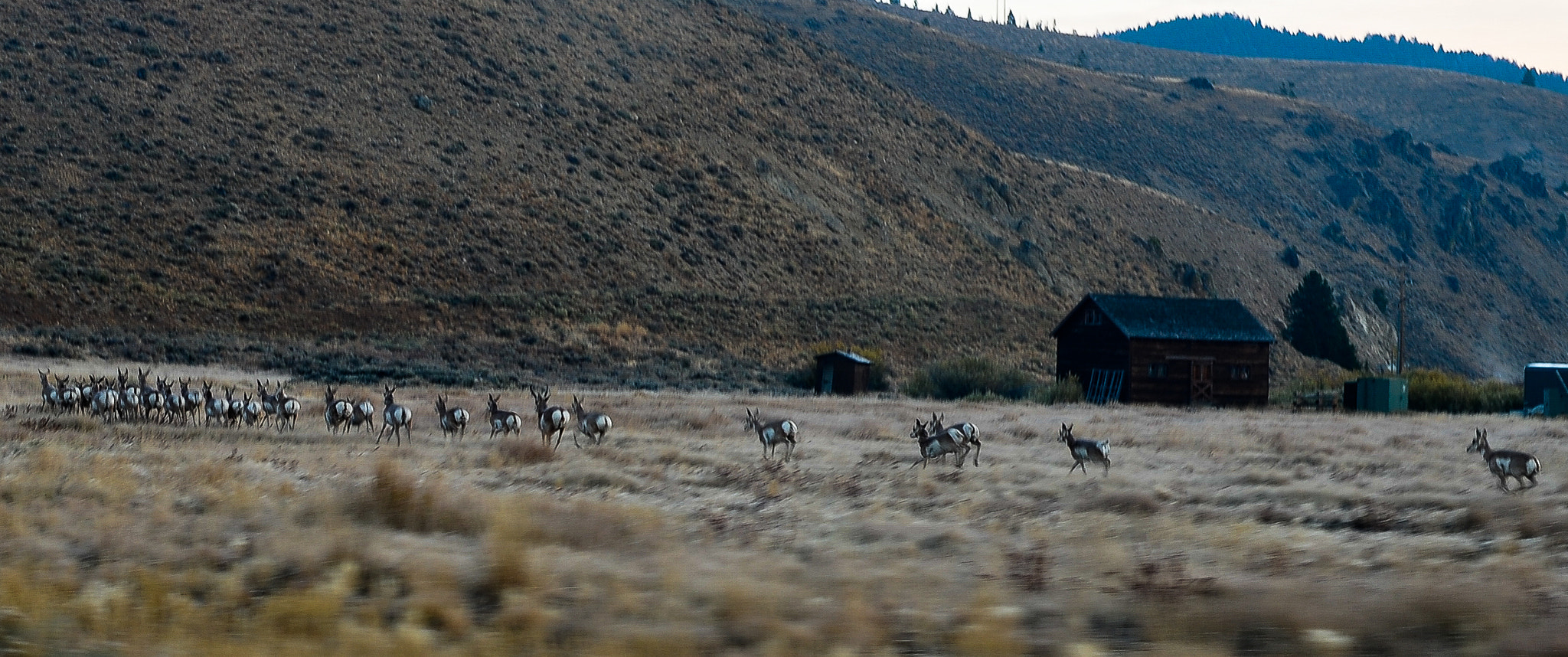 Nikon D3S + Nikon AF-S Nikkor 50mm F1.4G sample photo. Antelope herd photography