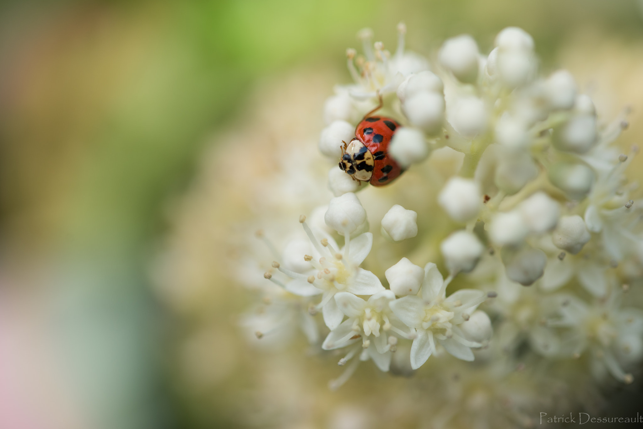 Sigma 105mm F2.8 EX DG OS HSM sample photo. Dsc photography