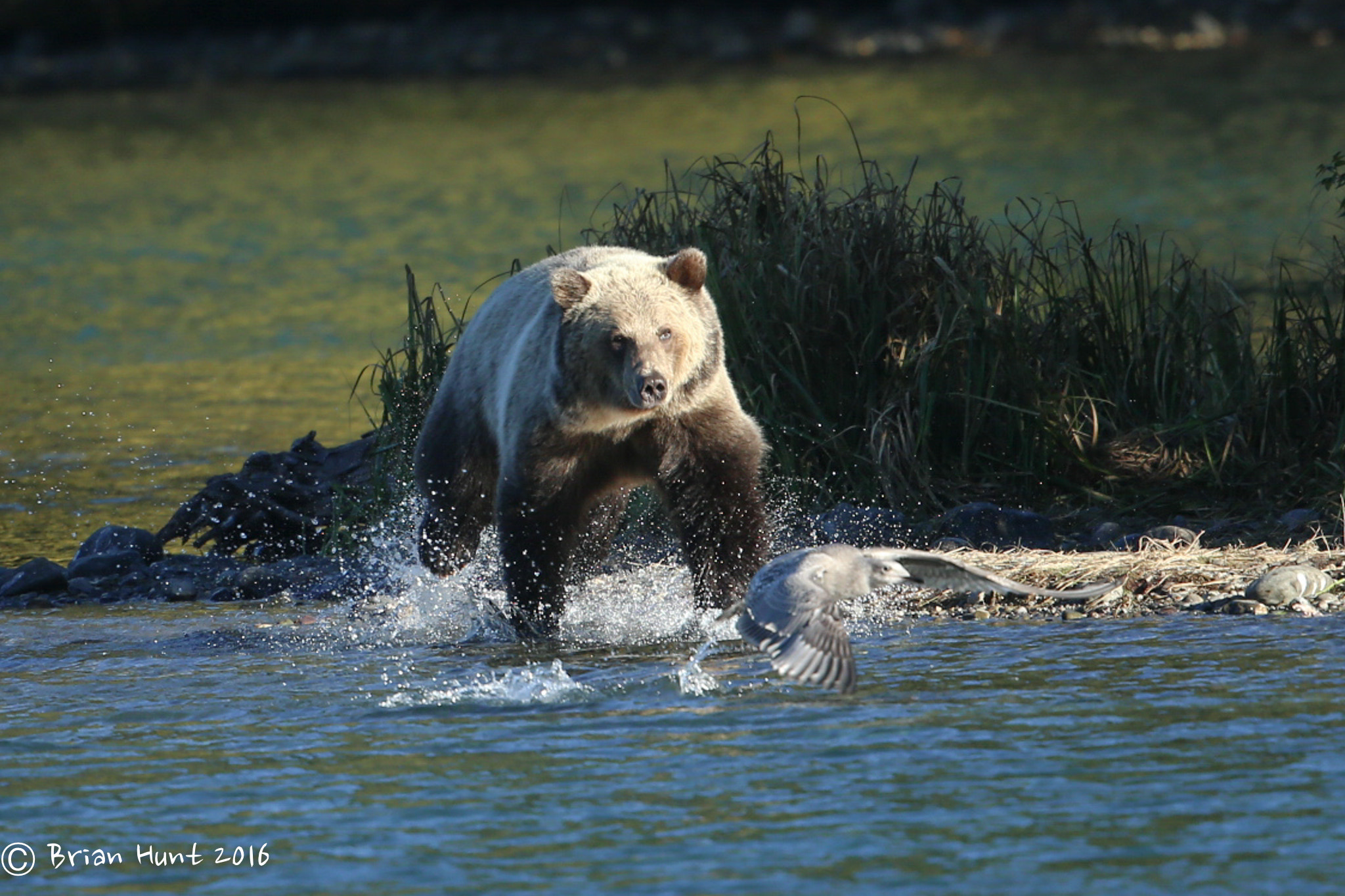 Canon EF 500mm F4L IS II USM sample photo. Chasing dinner photography