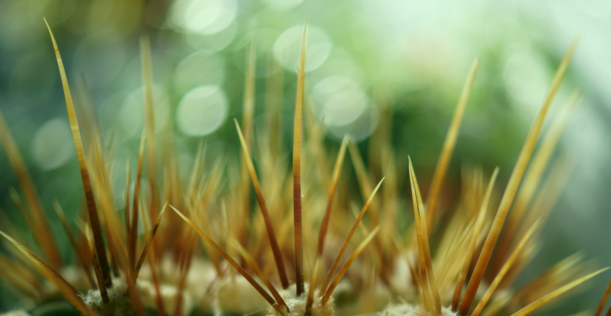 Sony DT 30mm F2.8 Macro SAM sample photo. You may look but dont touch... photography