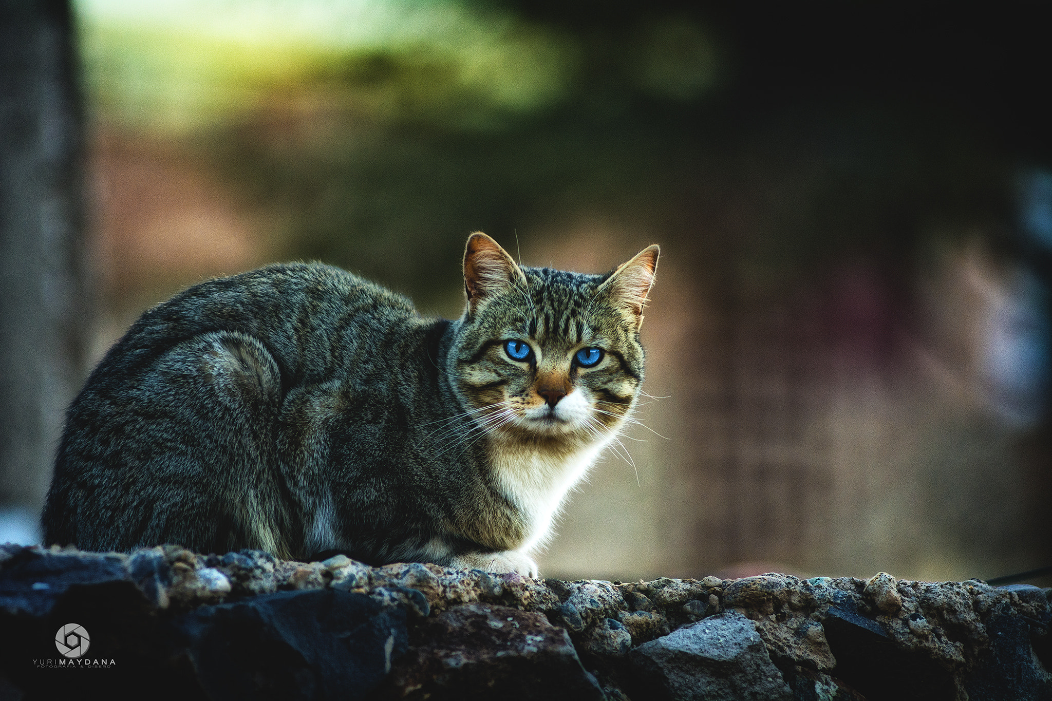 AF Zoom-Nikkor 80-200mm f/2.8 ED sample photo. Blue photography