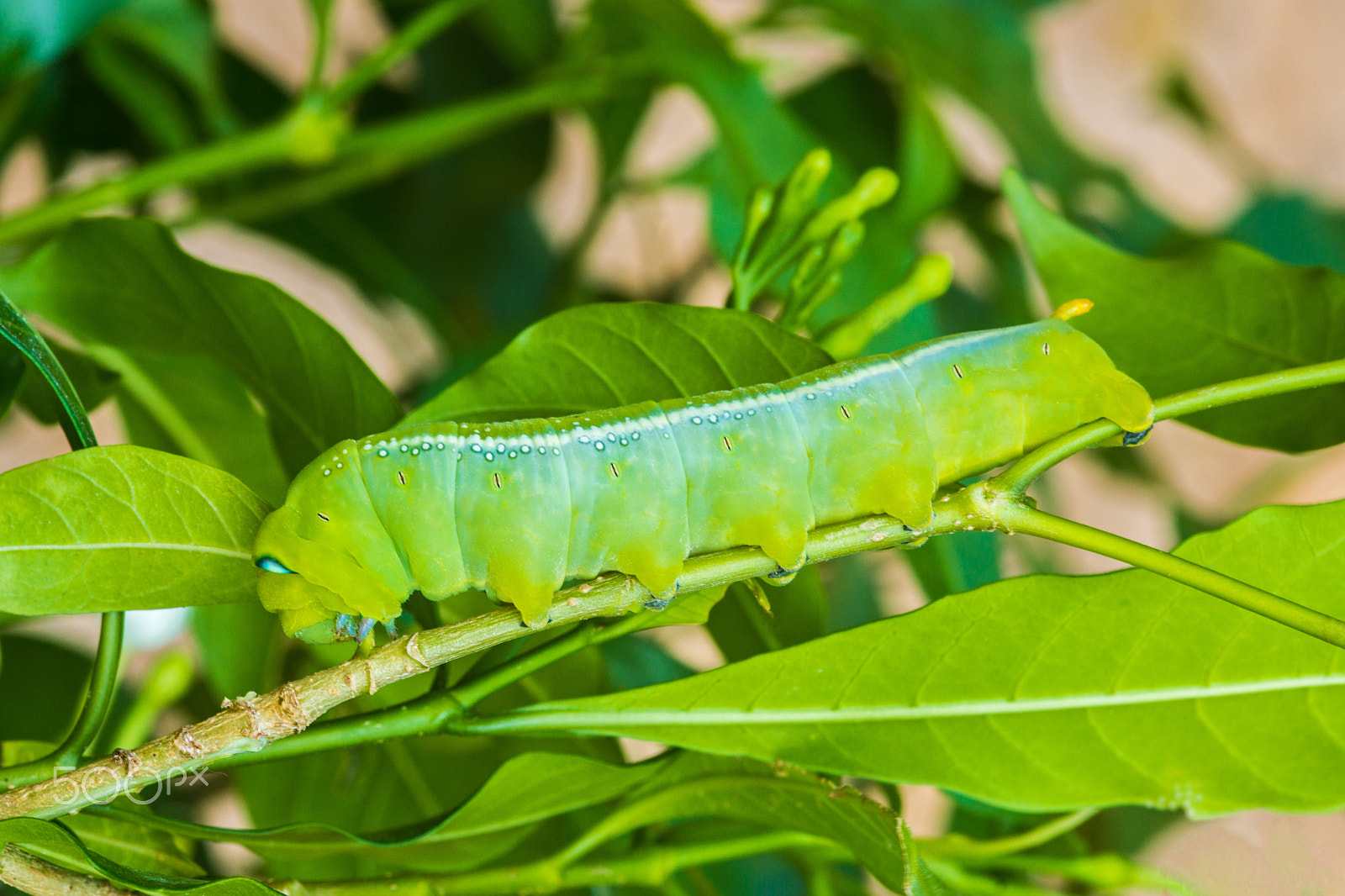 Sigma 30mm F1.4 EX DC HSM sample photo. Hawk moth caterpillar photography