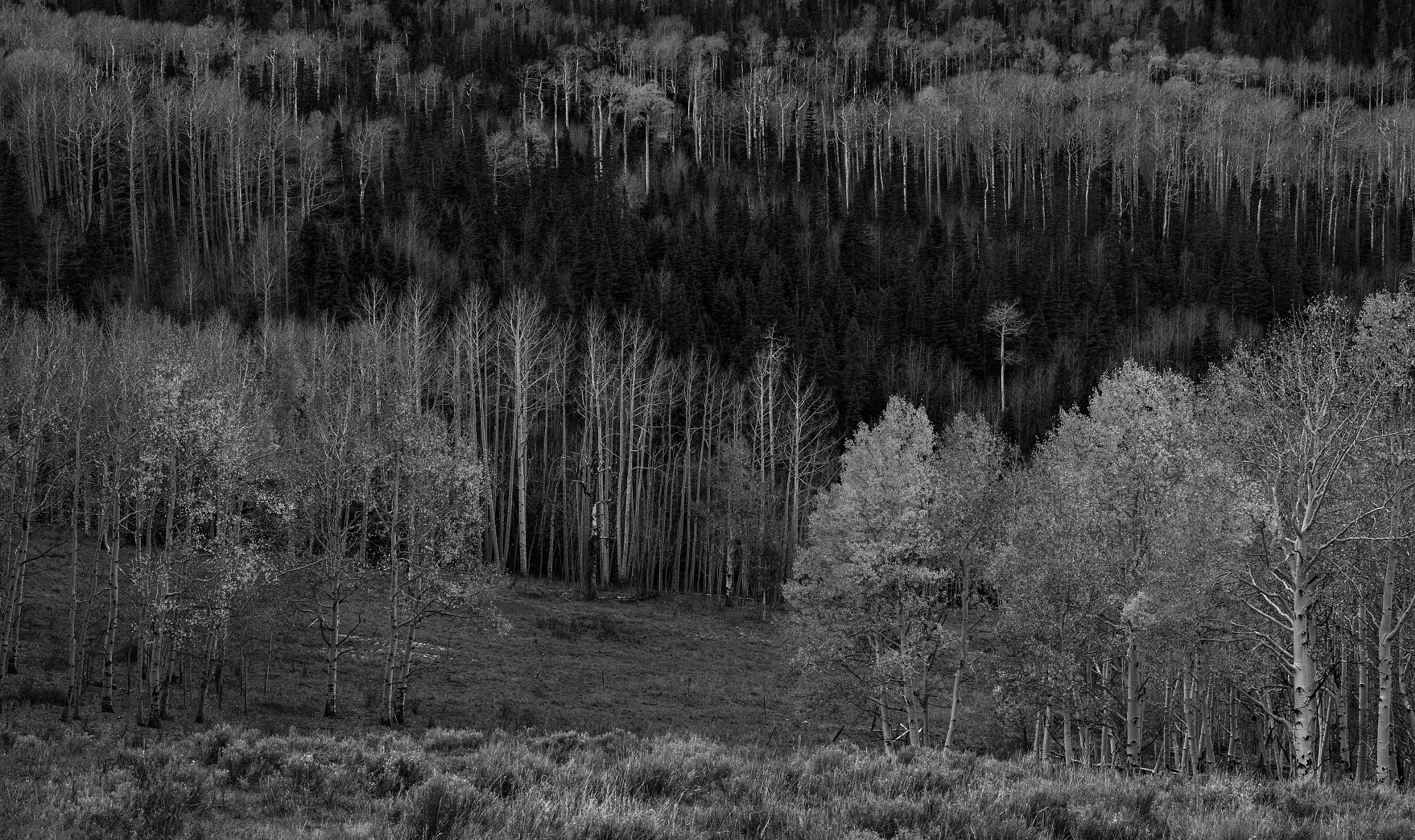 Nikon D800E sample photo. Colorado - aspen grove photography