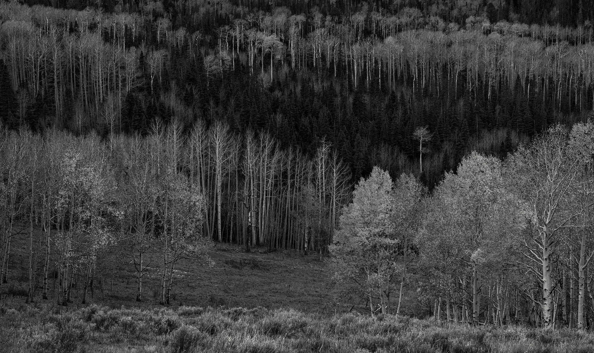 Nikon D800E + Nikon AF-S Nikkor 85mm F1.8G sample photo. Colorado - aspen grove photography