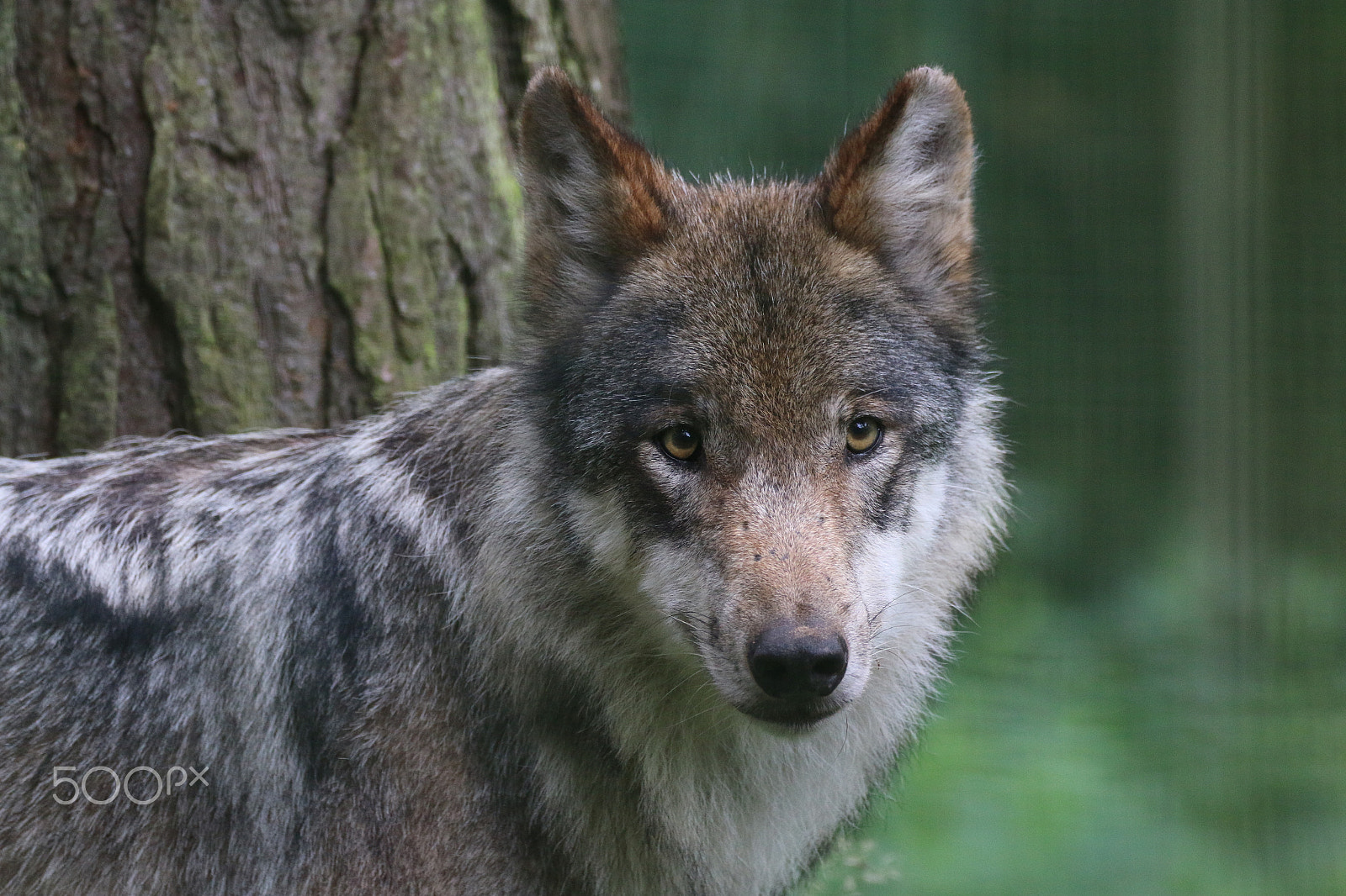 Sigma 150-600mm F5-6.3 DG OS HSM | C sample photo. Portrait grauwolf photography