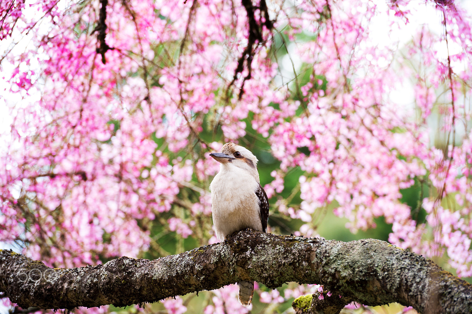 Nikon Df sample photo. Kookaburra in blossoms photography