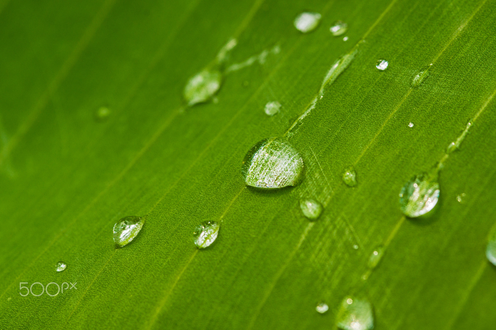 Sony SLT-A65 (SLT-A65V) + Sigma 30mm F1.4 EX DC HSM sample photo. Banana leaf photography