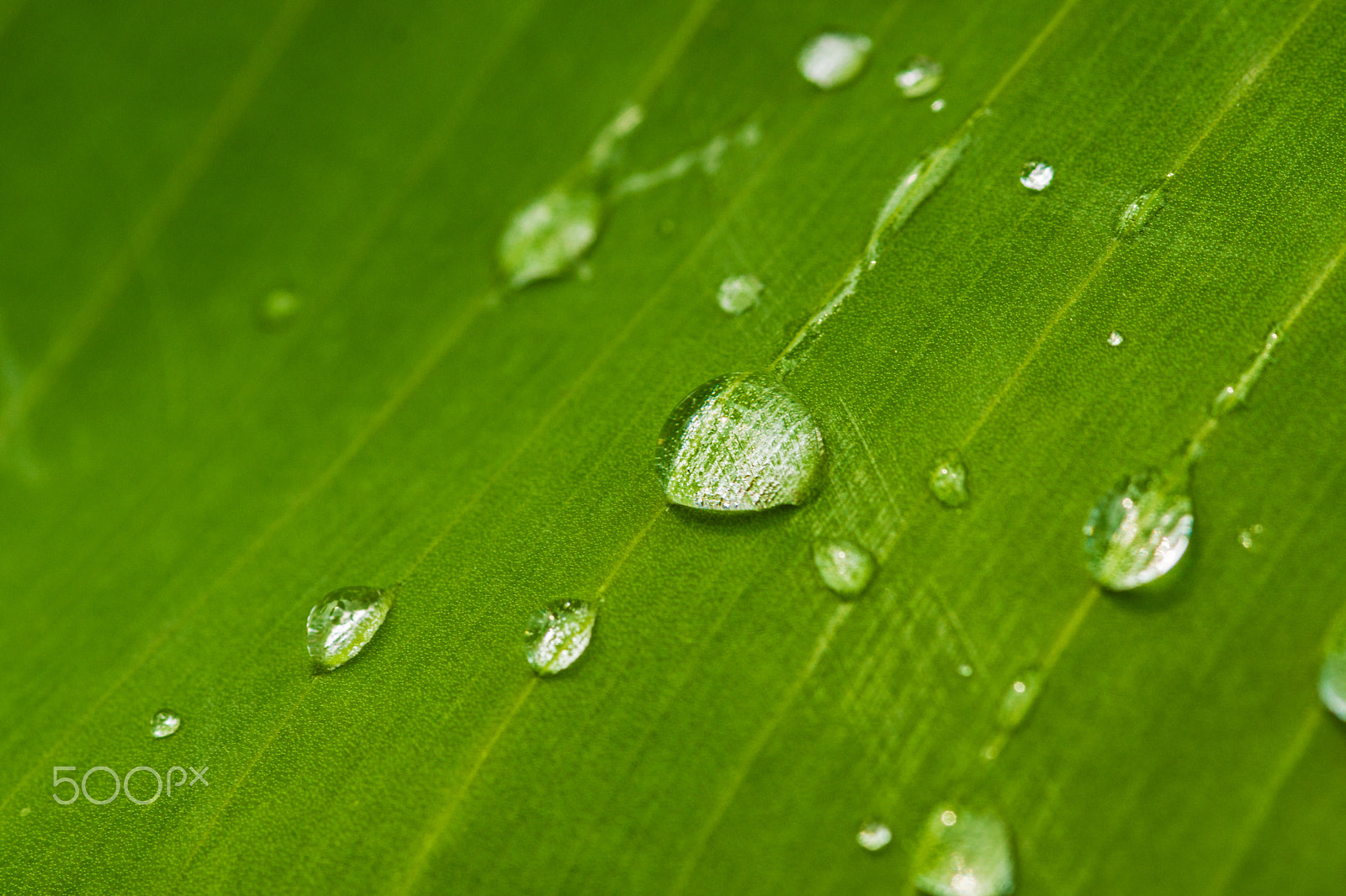 Sony SLT-A65 (SLT-A65V) sample photo. Banana leaf photography