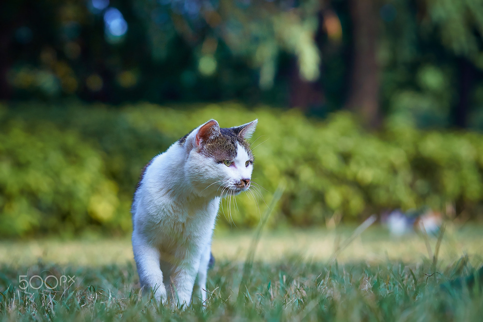 Sony Sonnar T* 135mm F1.8 ZA sample photo. Patrol photography