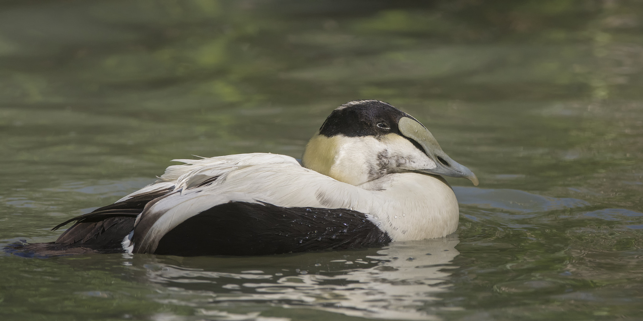 Nikon D7100 + Nikon AF-S Nikkor 200-400mm F4G ED-IF VR sample photo. It's an eider... photography