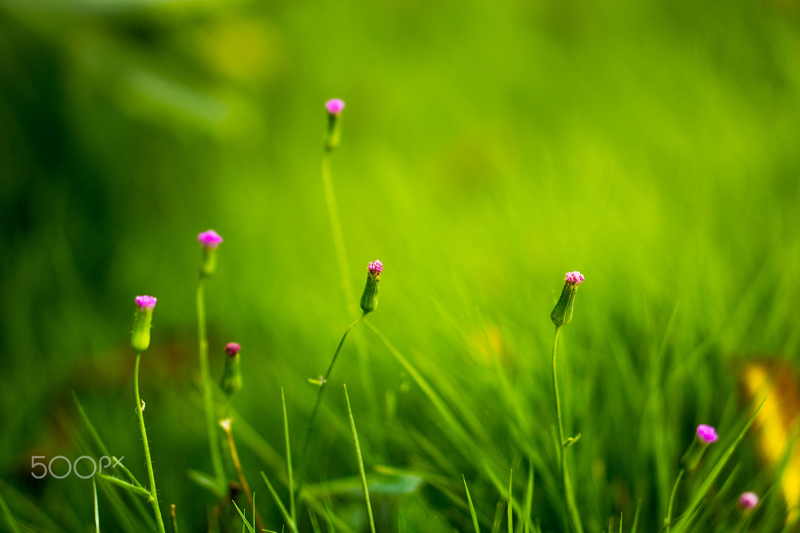 Sony Alpha NEX-7 sample photo. Snapshot photography