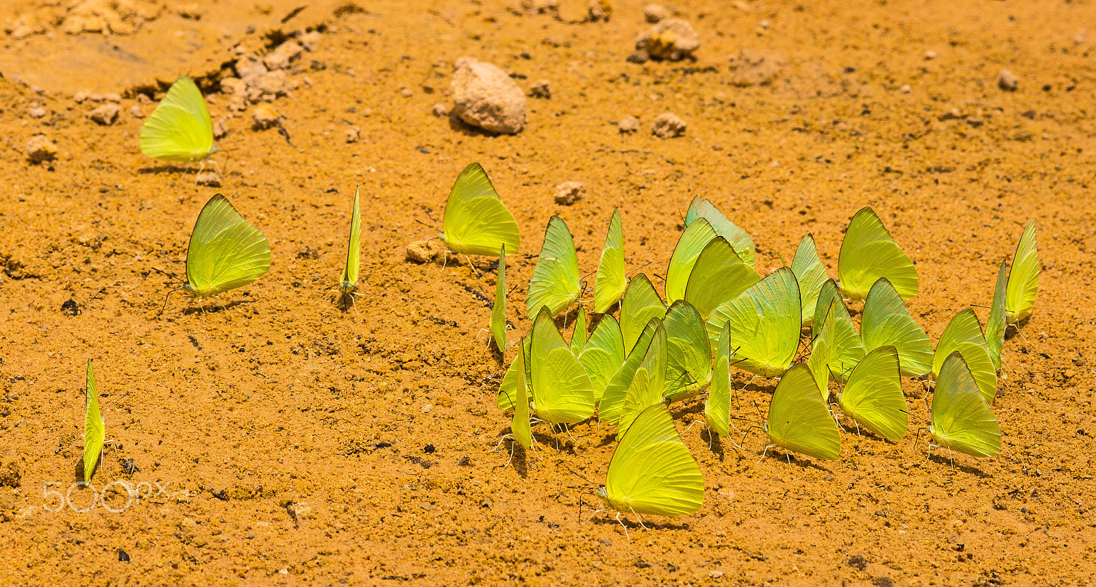 Sony SLT-A65 (SLT-A65V) sample photo. Mmm tasty soil photography