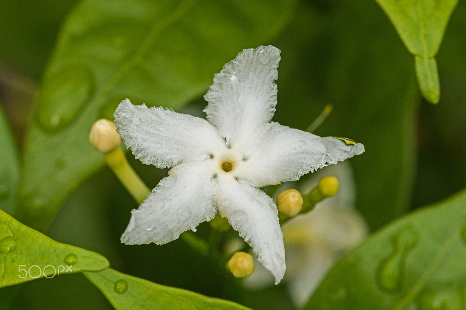Sony SLT-A65 (SLT-A65V) + Sigma 30mm F1.4 EX DC HSM sample photo. White flower photography