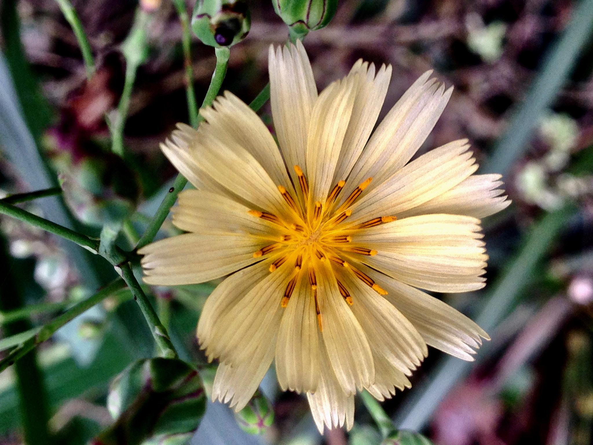Apple iPhone5,2 sample photo. Flower 小花 photography