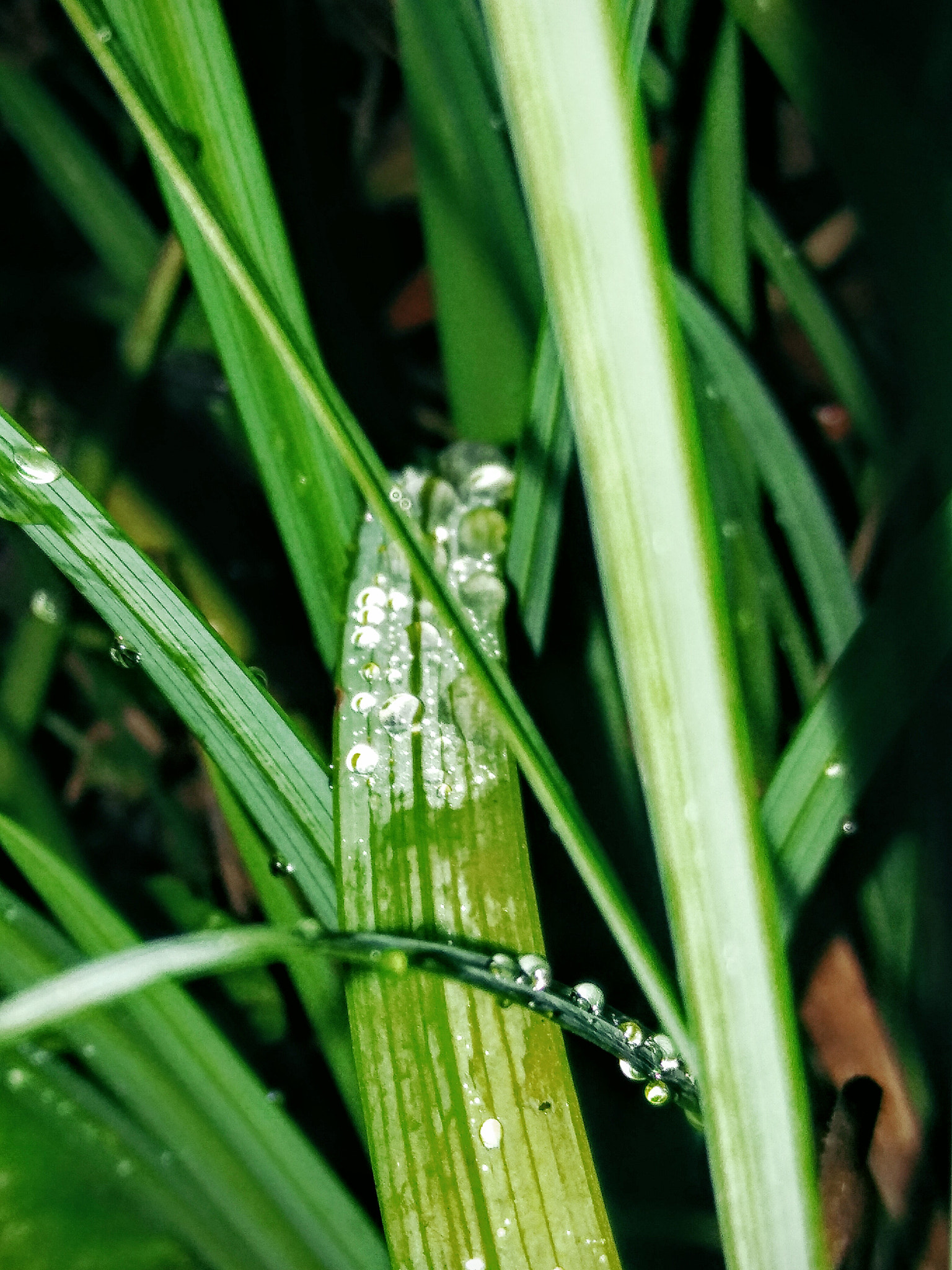 LG STYLO 2 sample photo. Through the looking grass.  photography