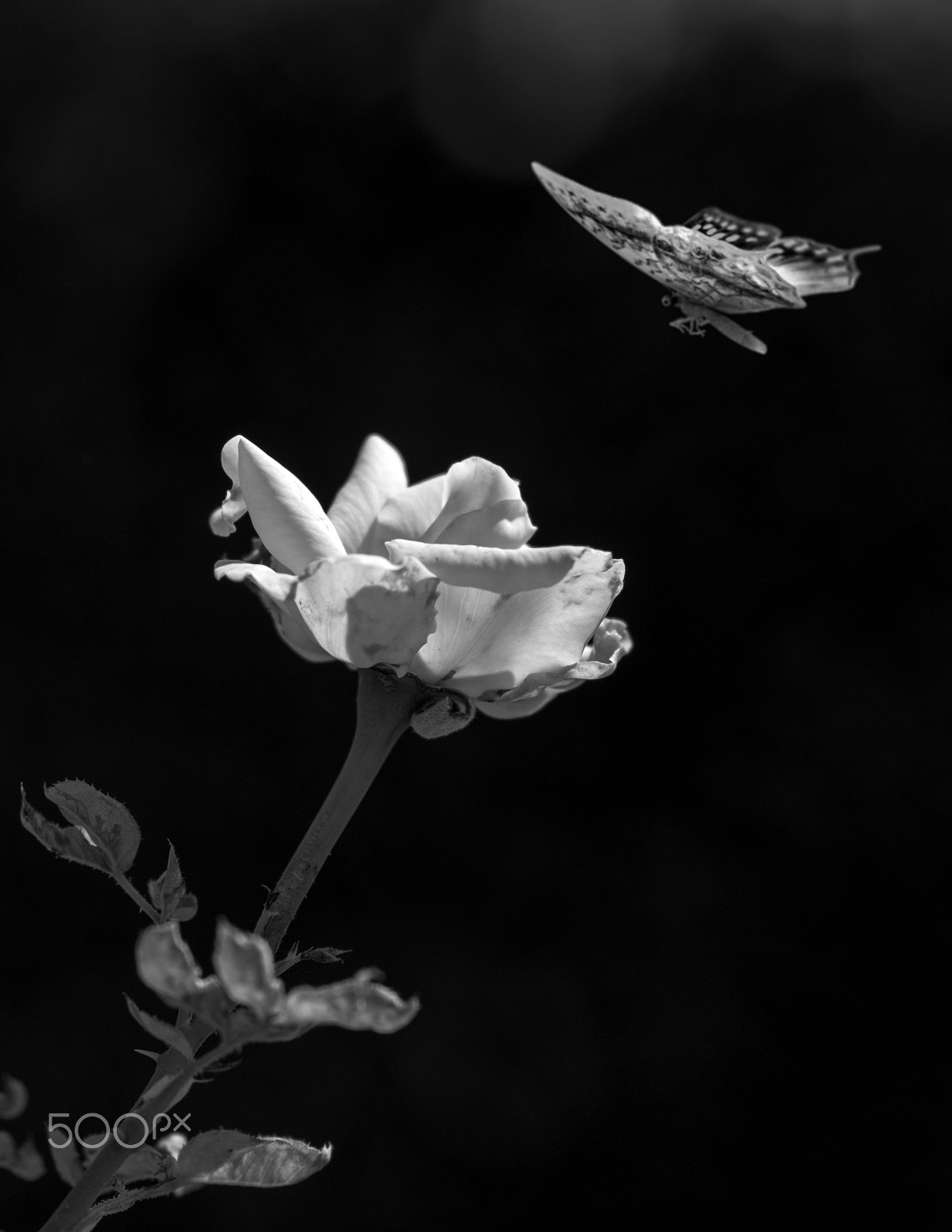 Nikon D500 + Nikon AF-S Nikkor 85mm F1.4G sample photo. Landing pad photography