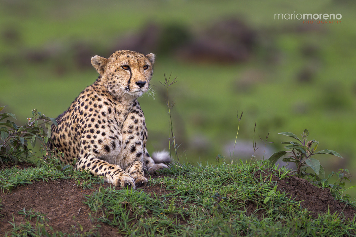 Canon EOS-1D Mark IV + Canon EF 300mm F2.8L IS USM sample photo. The mara north cheetah photography