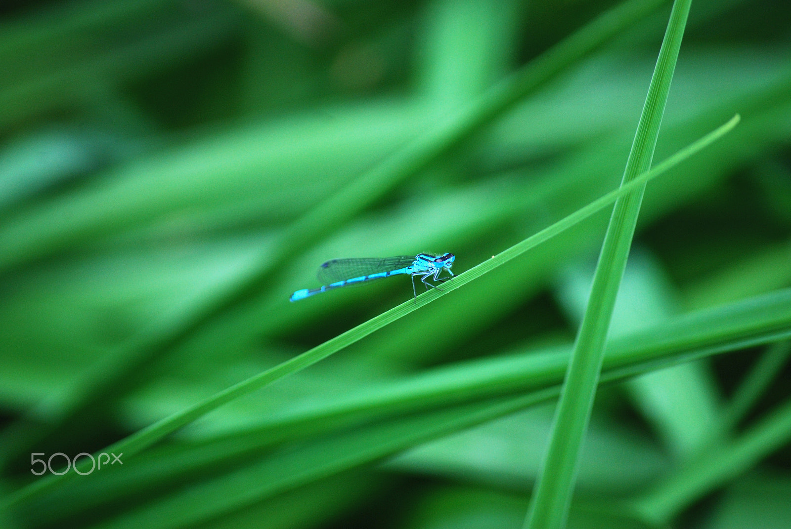 Nikon D40X sample photo. Dragonfly photography