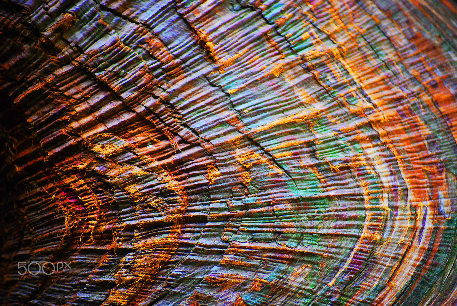 Nikon D40X sample photo. Folded trunk photography
