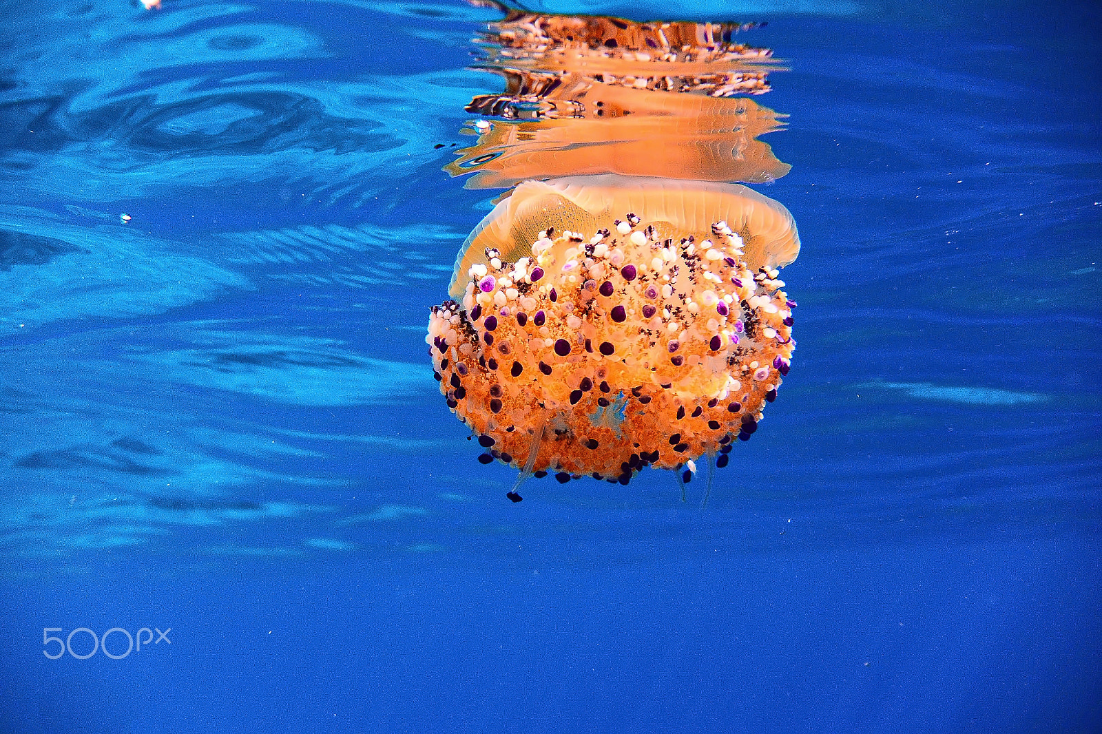 Nikon 1 Nikkor AW 11-27.5mm F3.5-5.6 sample photo. Jewel of the sea photography