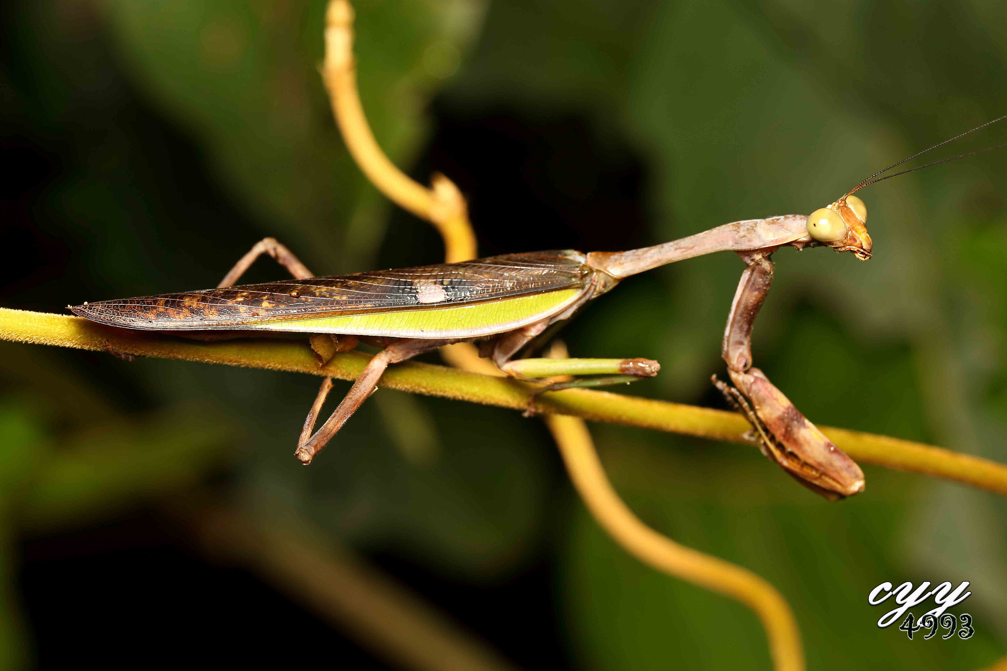 Canon EOS 6D + Canon EF 100mm F2.8L Macro IS USM sample photo. Mantis 螳螂 photography