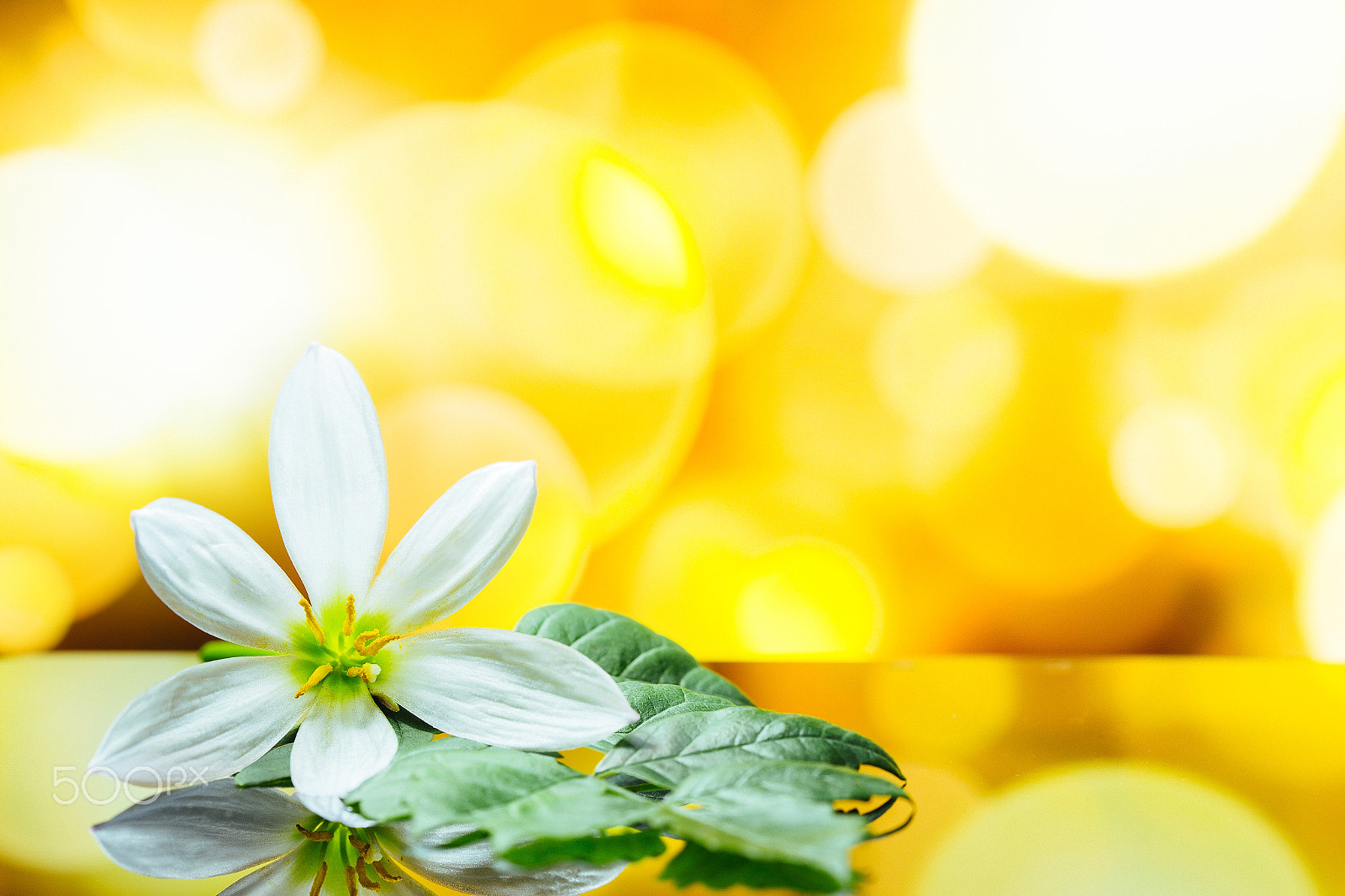 Canon EOS 6D + Canon EF 100mm F2.8L Macro IS USM sample photo. White flower with bokeh photography