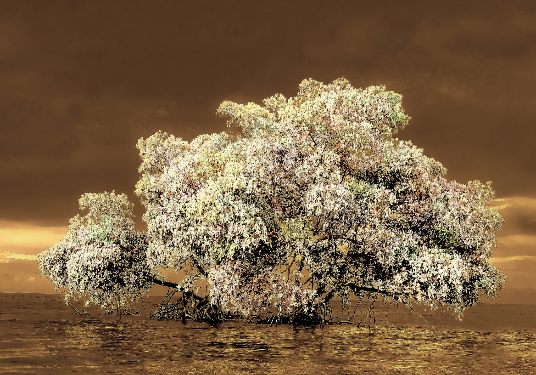 Nikon D600 sample photo. The snowed mangrove photography