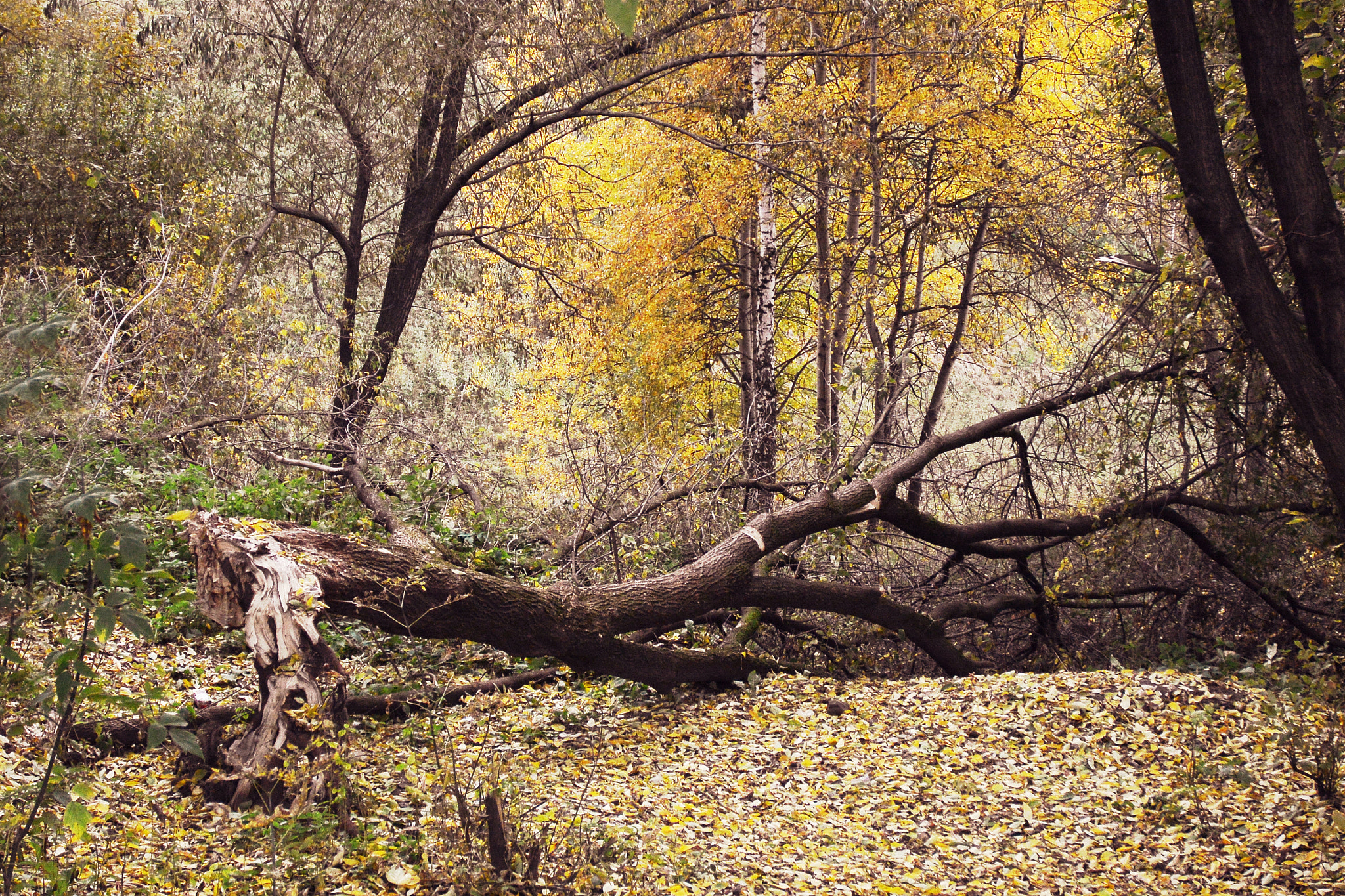 Nikon 1 V2 sample photo. .... Осень.... photography