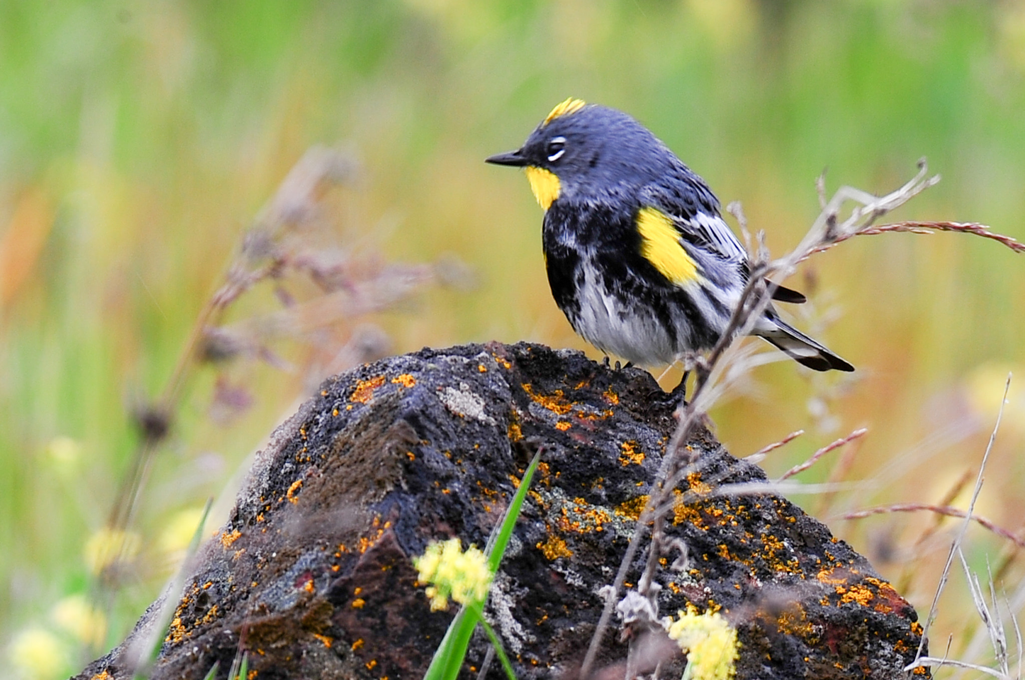 Nikon D3S sample photo. Warbler photography