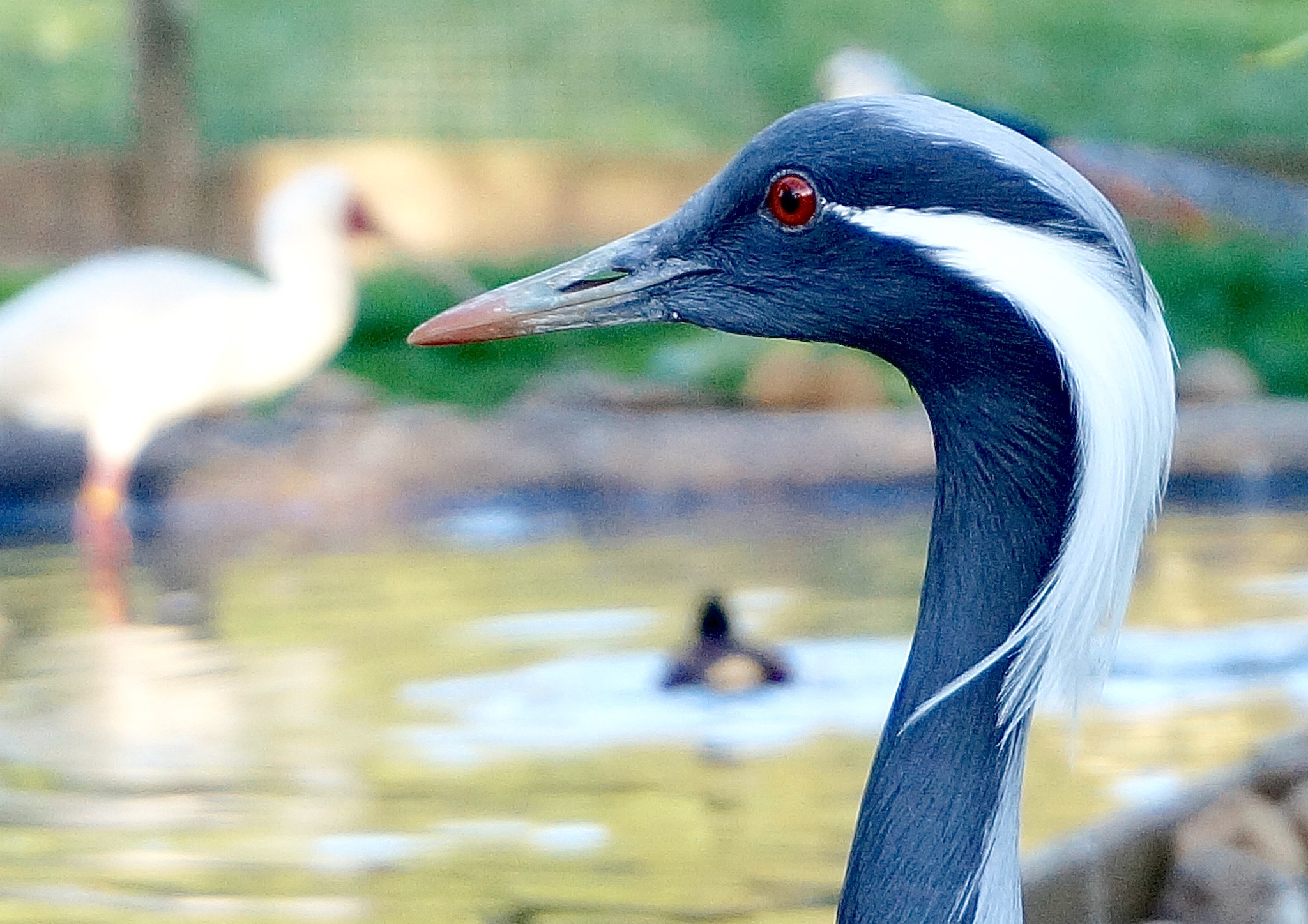 Sony Alpha NEX-6 + Sony E 18-50mm F4-5.6 sample photo. African crane photography