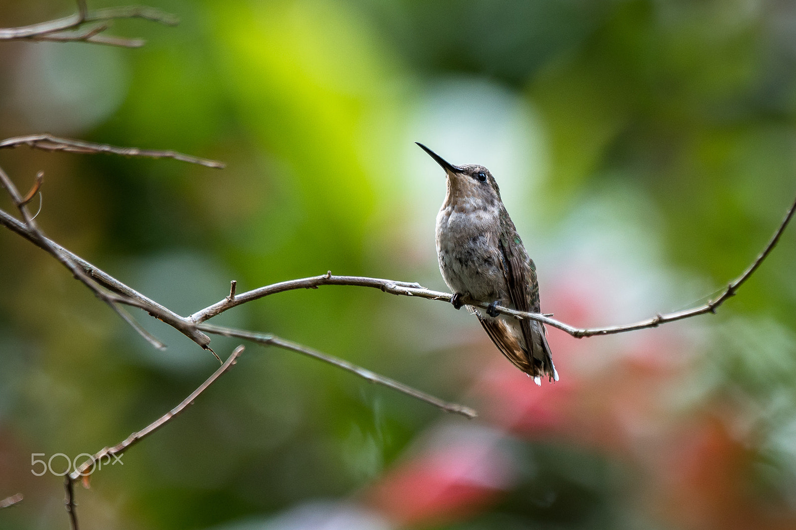 Sony a7R II + Sony 70-400mm F4-5.6 G SSM II sample photo. Ruby-throated hummingbird photography