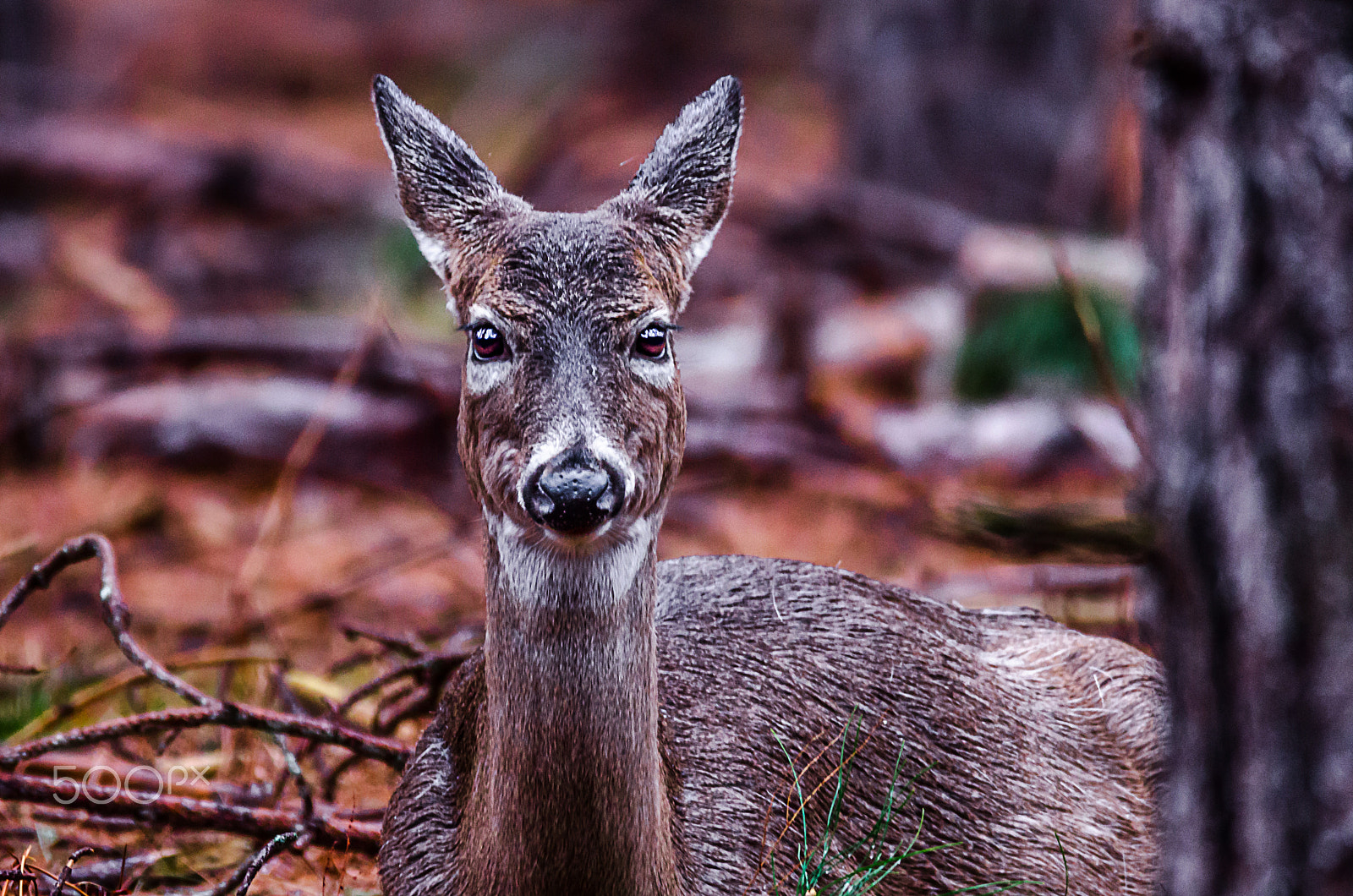 Sigma 150-600mm F5-6.3 DG OS HSM | C sample photo. Doe stare @me photography