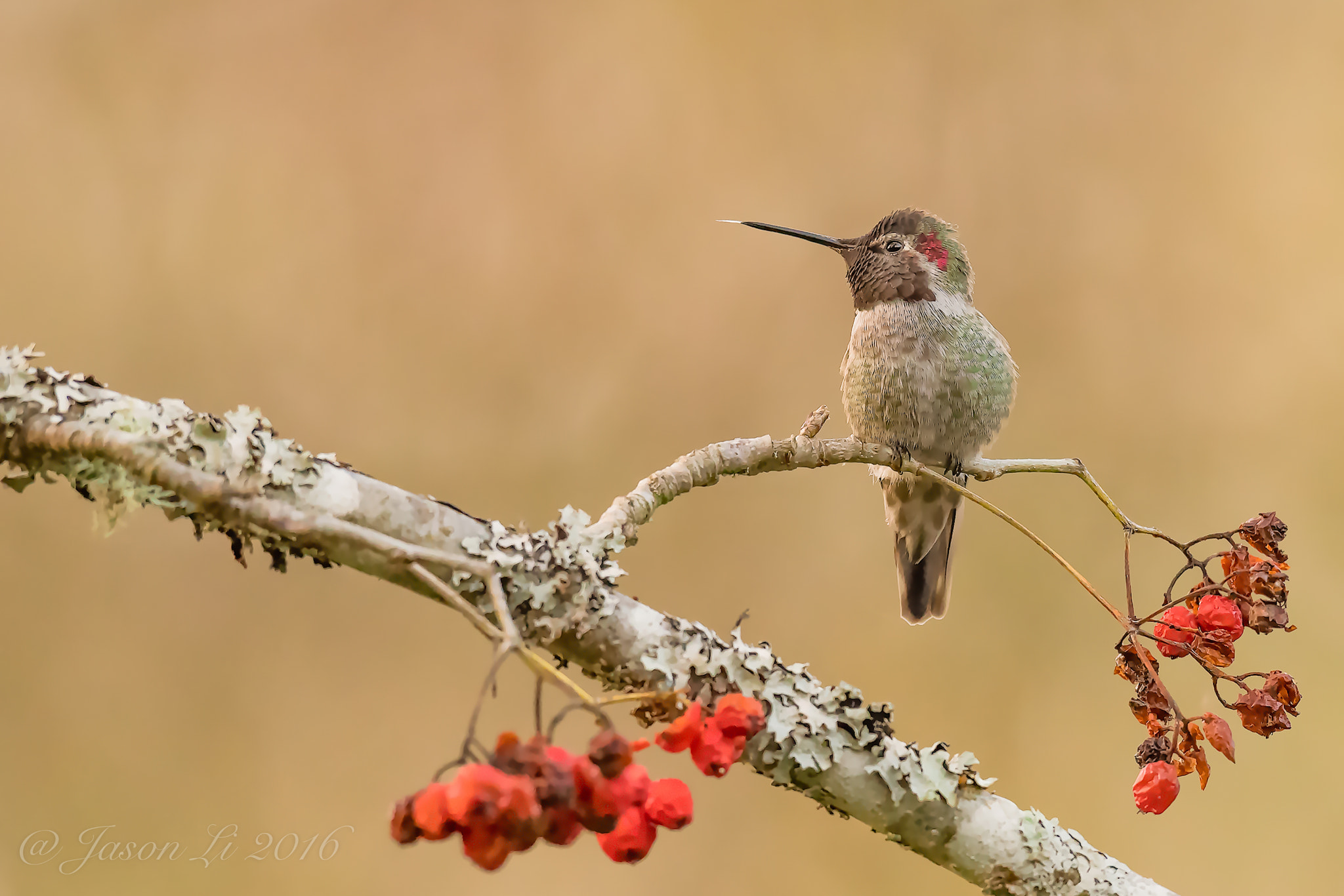 Nikon D5 + Nikon AF-S Nikkor 600mm F4G ED VR sample photo. Color of fall photography