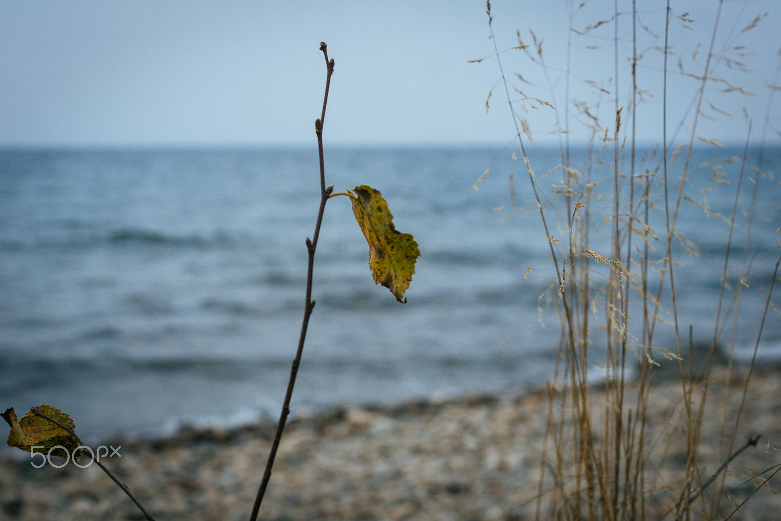 Sony SLT-A77 + Sony DT 35mm F1.8 SAM sample photo. Лист на ветру photography