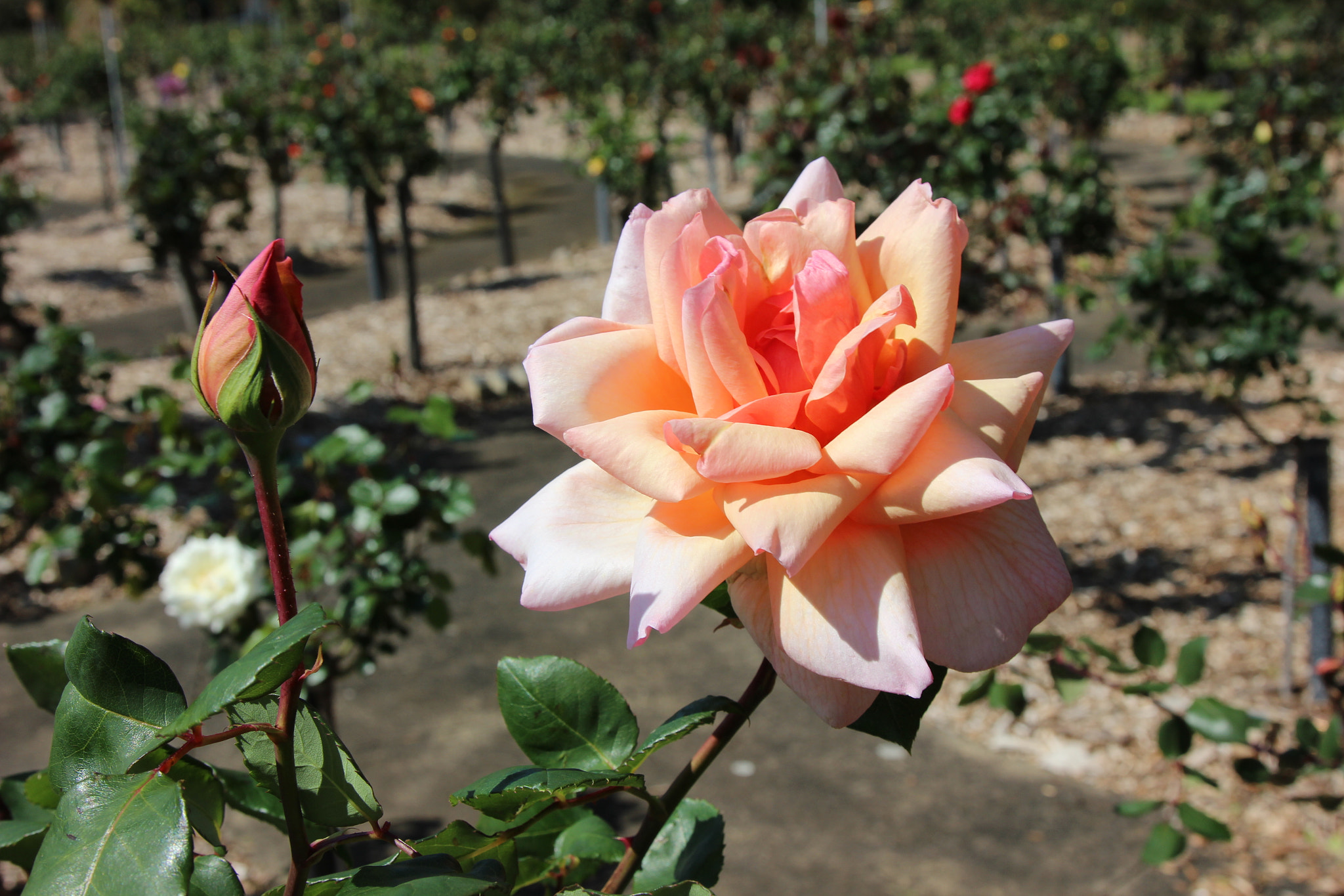Canon EOS 600D (Rebel EOS T3i / EOS Kiss X5) sample photo. Rose photography