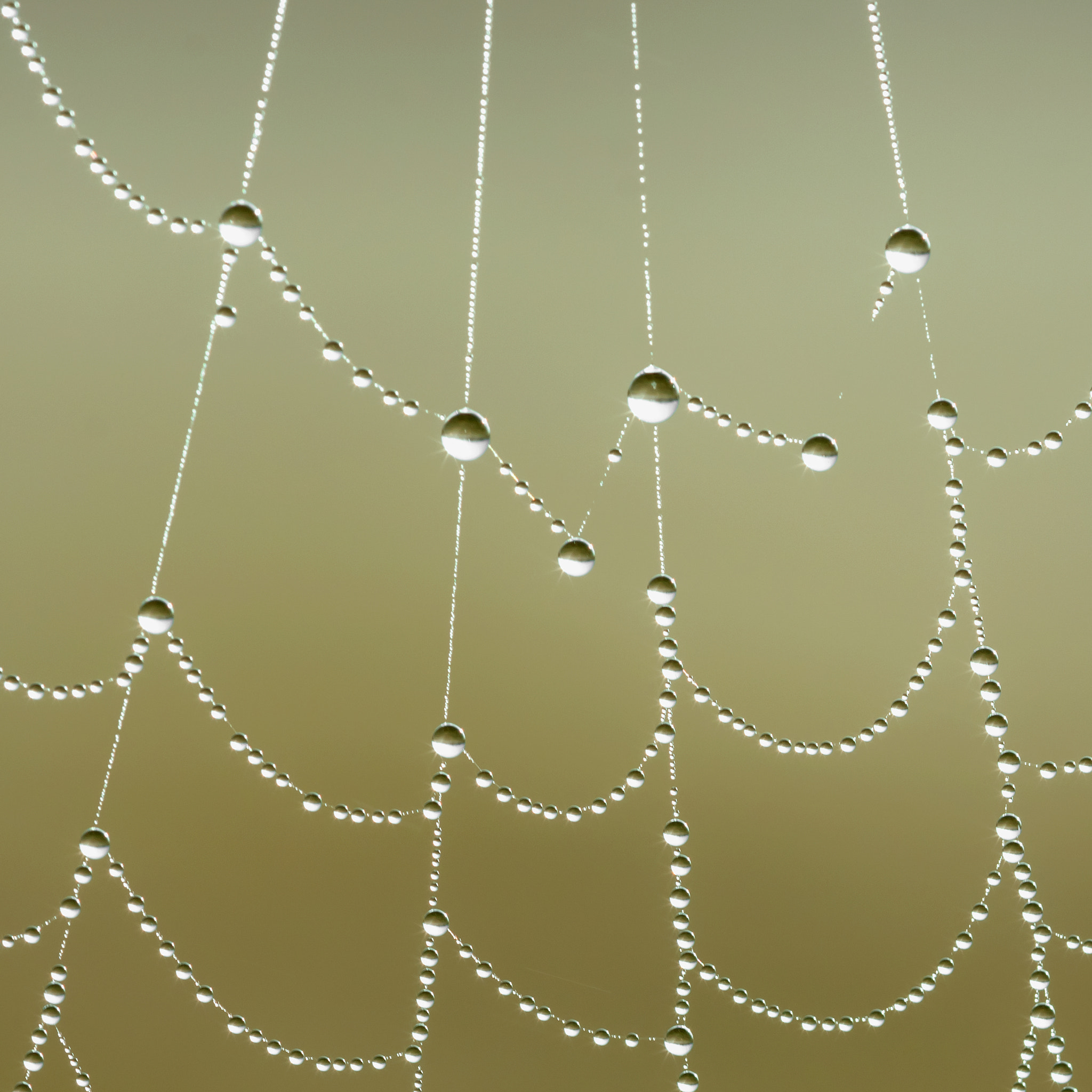 Canon EF 100mm F2.8 Macro USM sample photo. Nature pearls photography