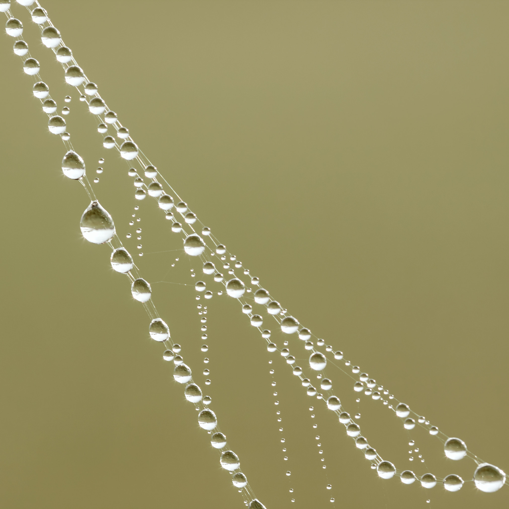 Canon EF 100mm F2.8 Macro USM sample photo. Nature diadem photography