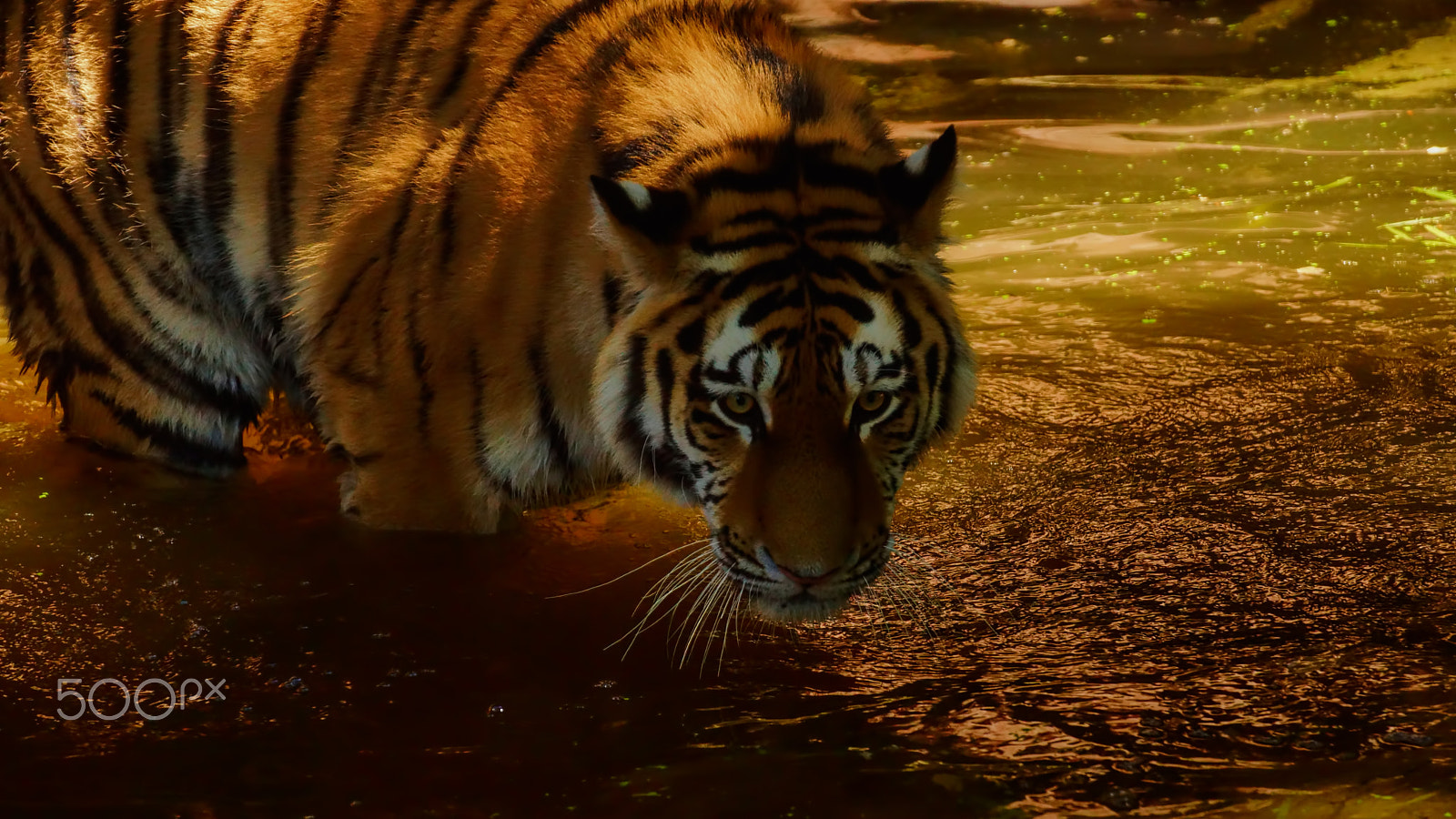 Tamron SP 70-300mm F4-5.6 Di USD sample photo. Sibirischer tiger photography