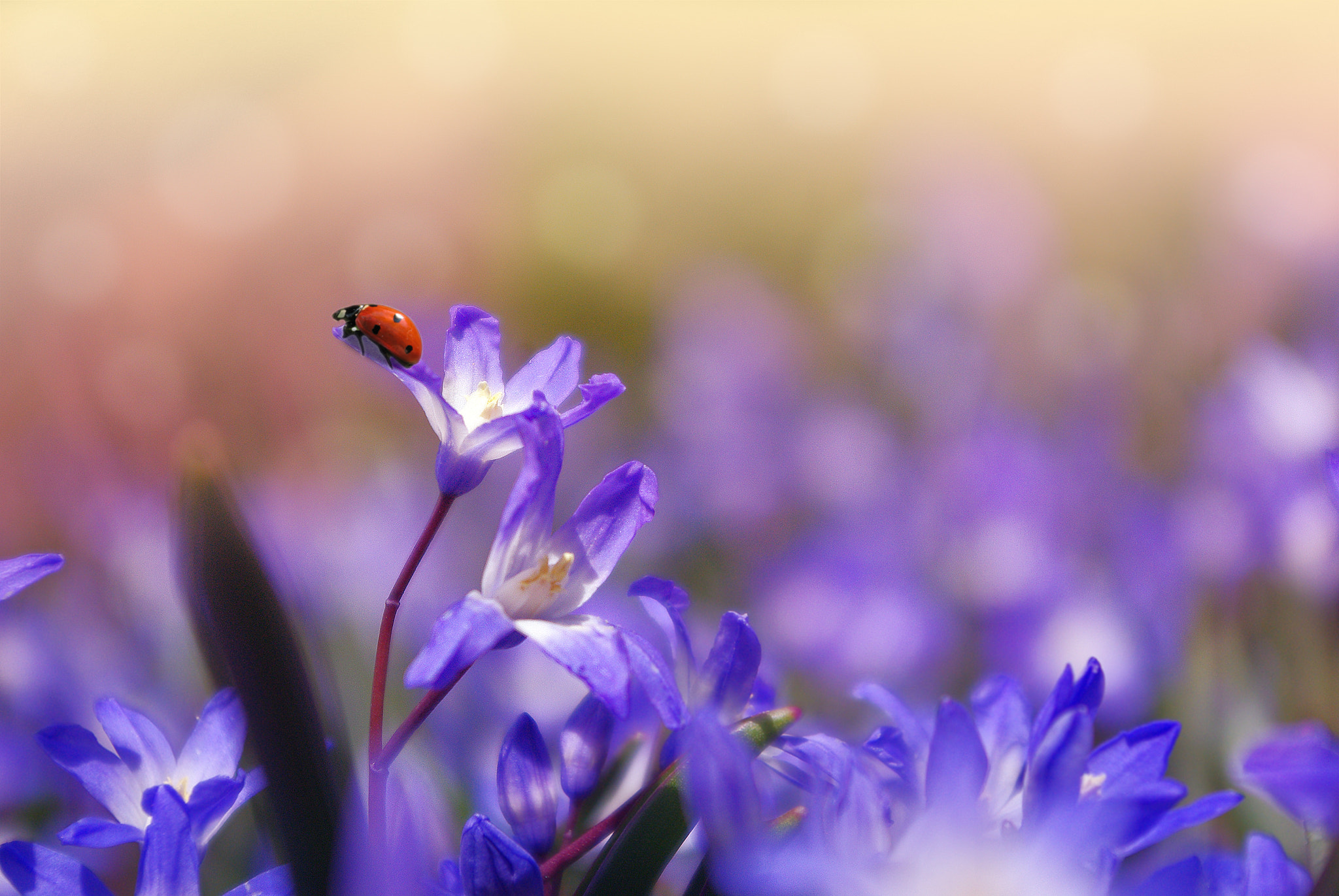 Pentax K-m (K2000) sample photo. Ladybug photography