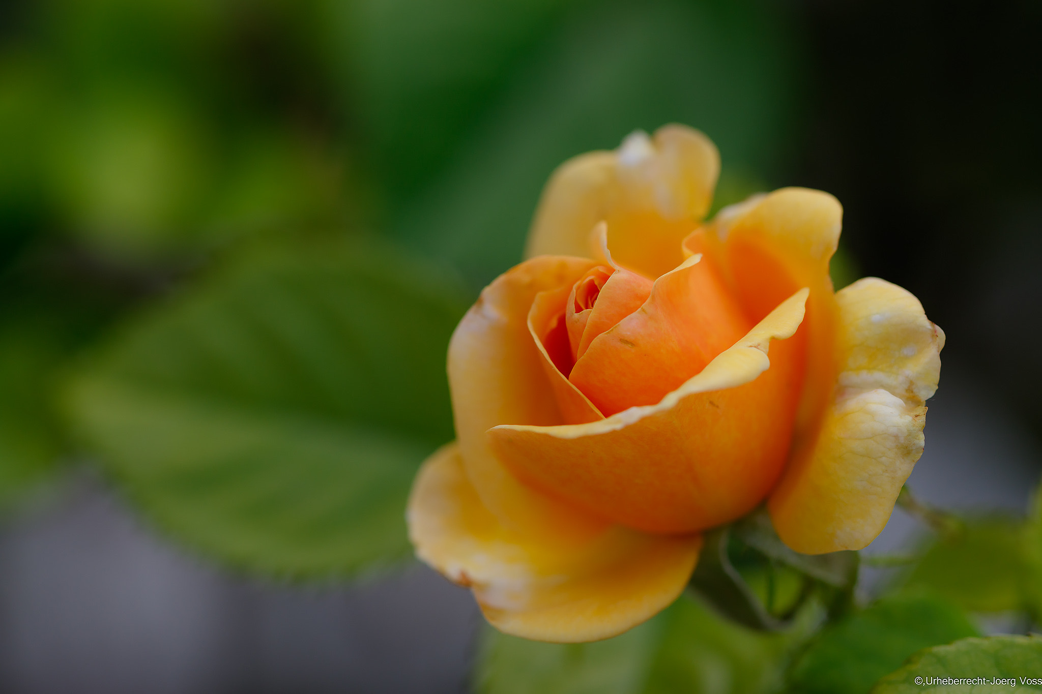 Canon EF 100mm F2.8L Macro IS USM sample photo. Yellow rose photography