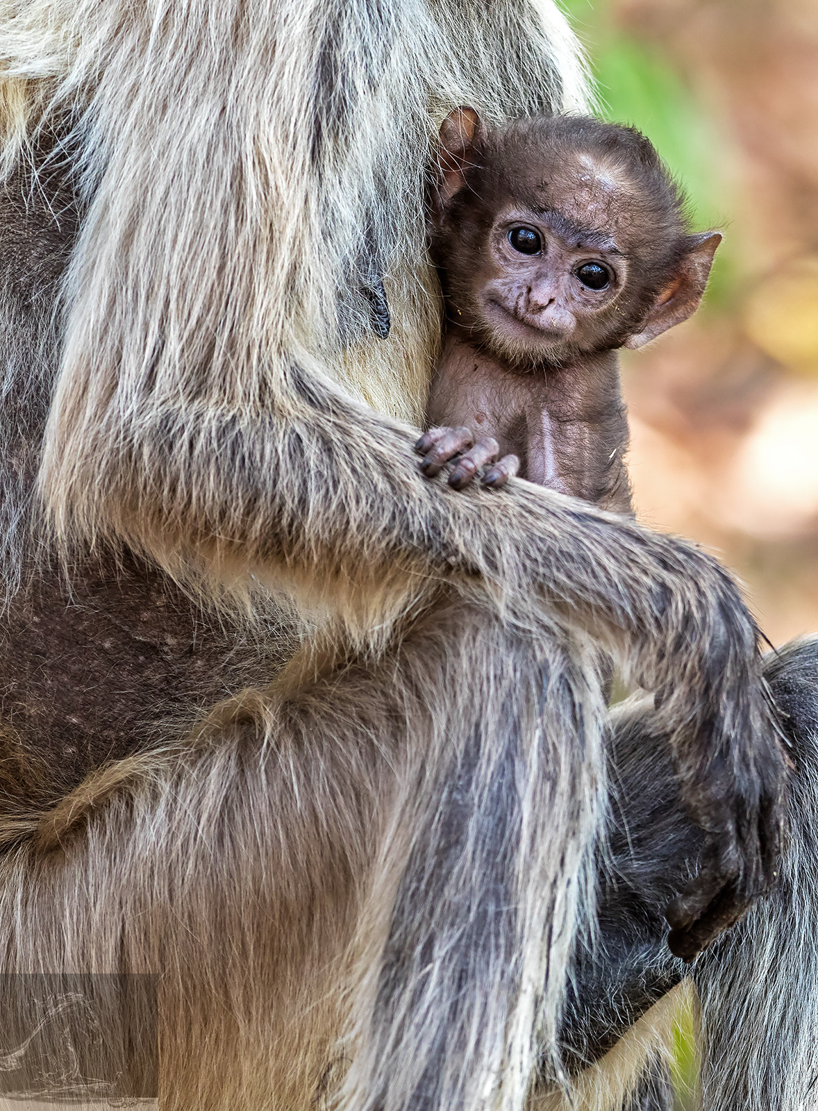 Canon EF 300mm F2.8L IS USM sample photo. Bandhavgarh 041 photography