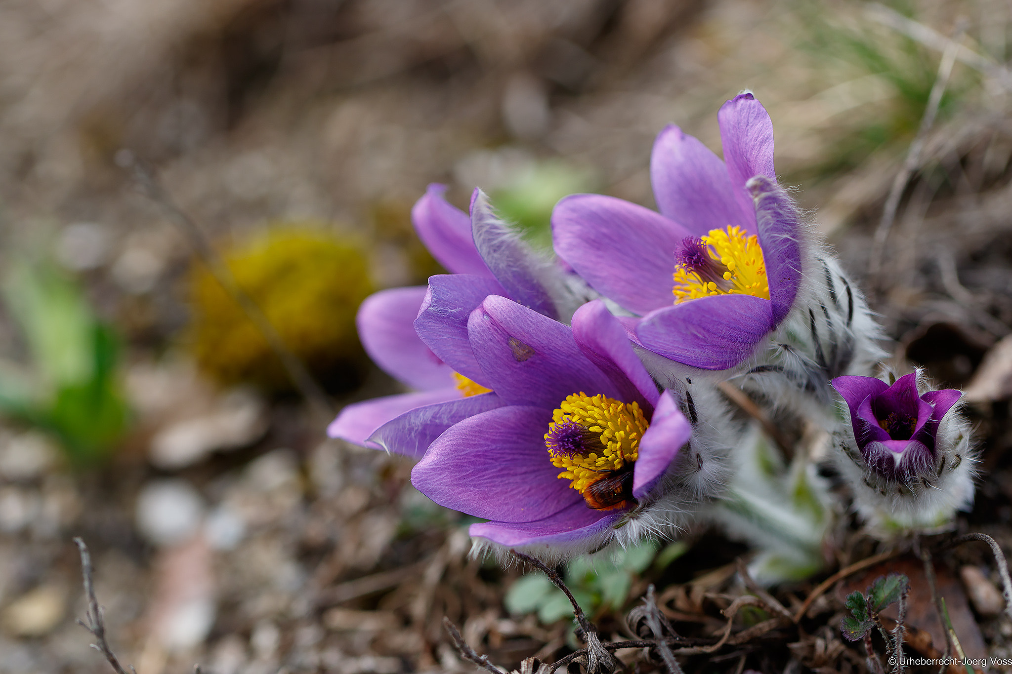 Canon EF 100mm F2.8L Macro IS USM sample photo. Common pasque flower photography