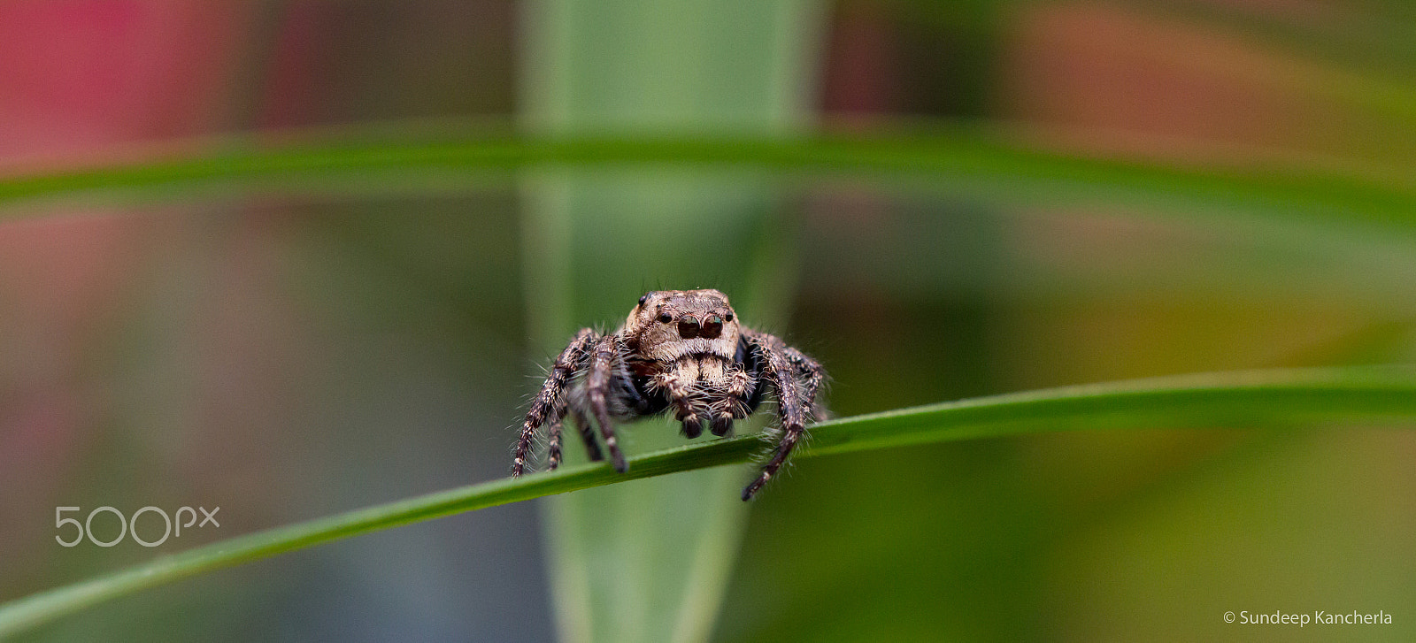 Canon EOS 70D + Canon EF 100mm F2.8L Macro IS USM sample photo. Jumping spider photography