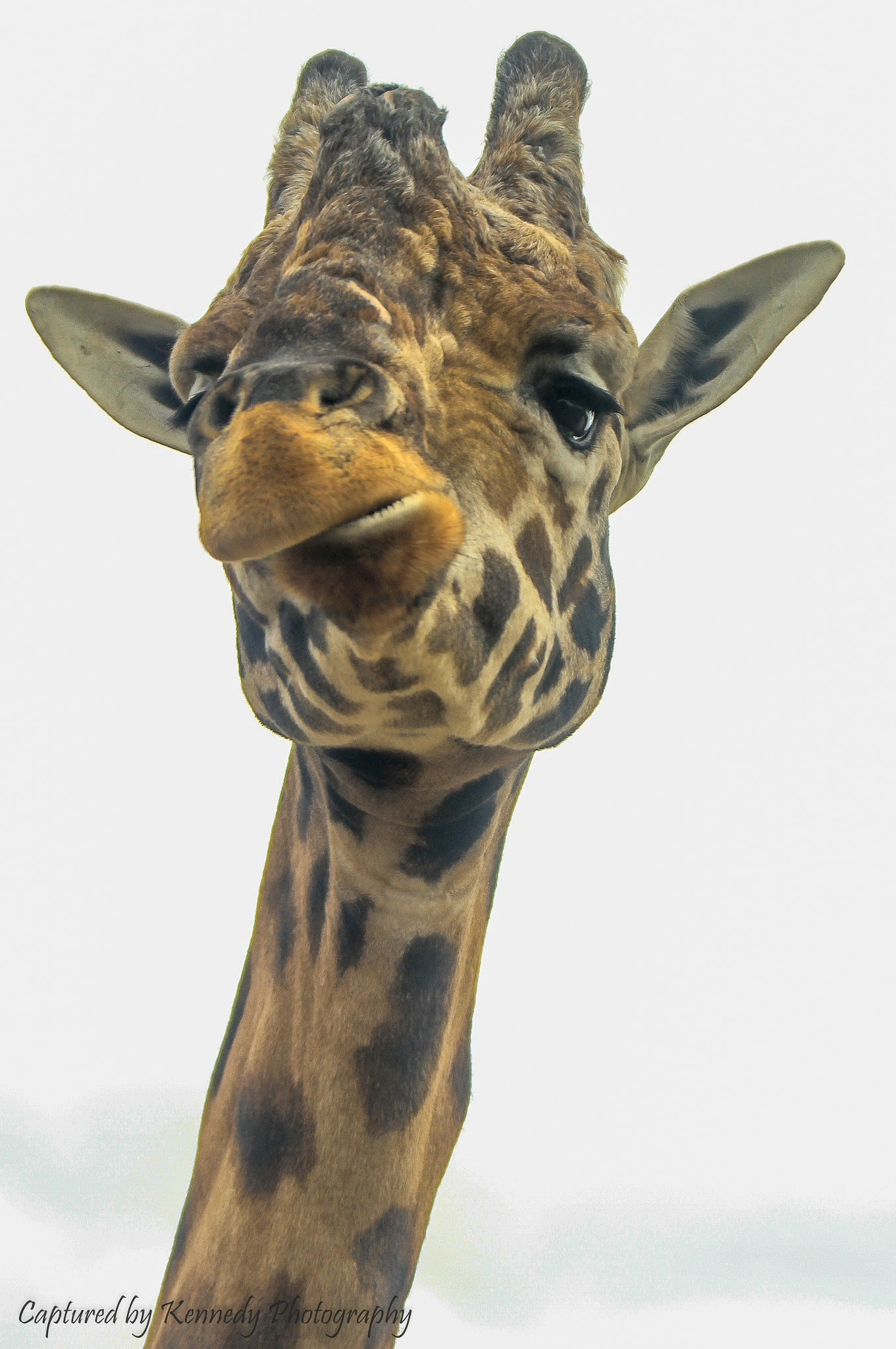 Canon EF 28-300mm F3.5-5.6L IS USM sample photo. Giraffe photography