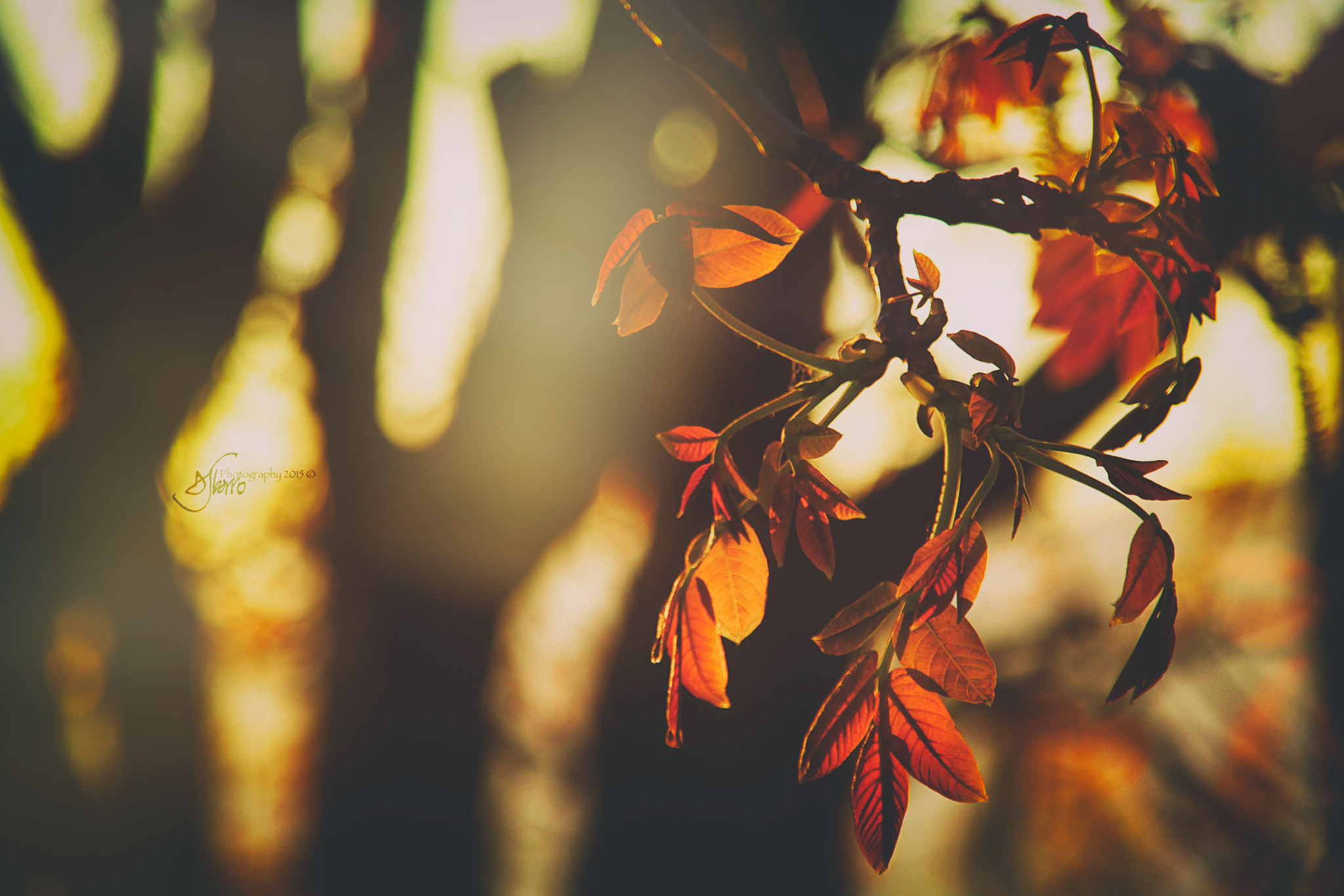 Sigma 18-200mm f/3.5-6.3 DC OS sample photo. Springfall photography