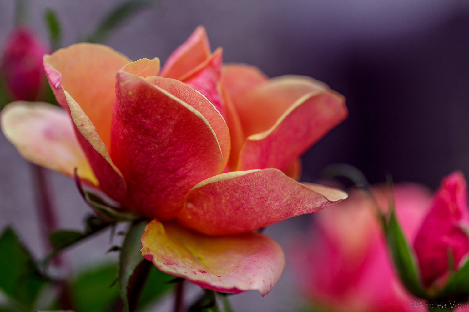 Canon EOS 60D + Canon EF 100mm F2.8L Macro IS USM sample photo. Rose photography